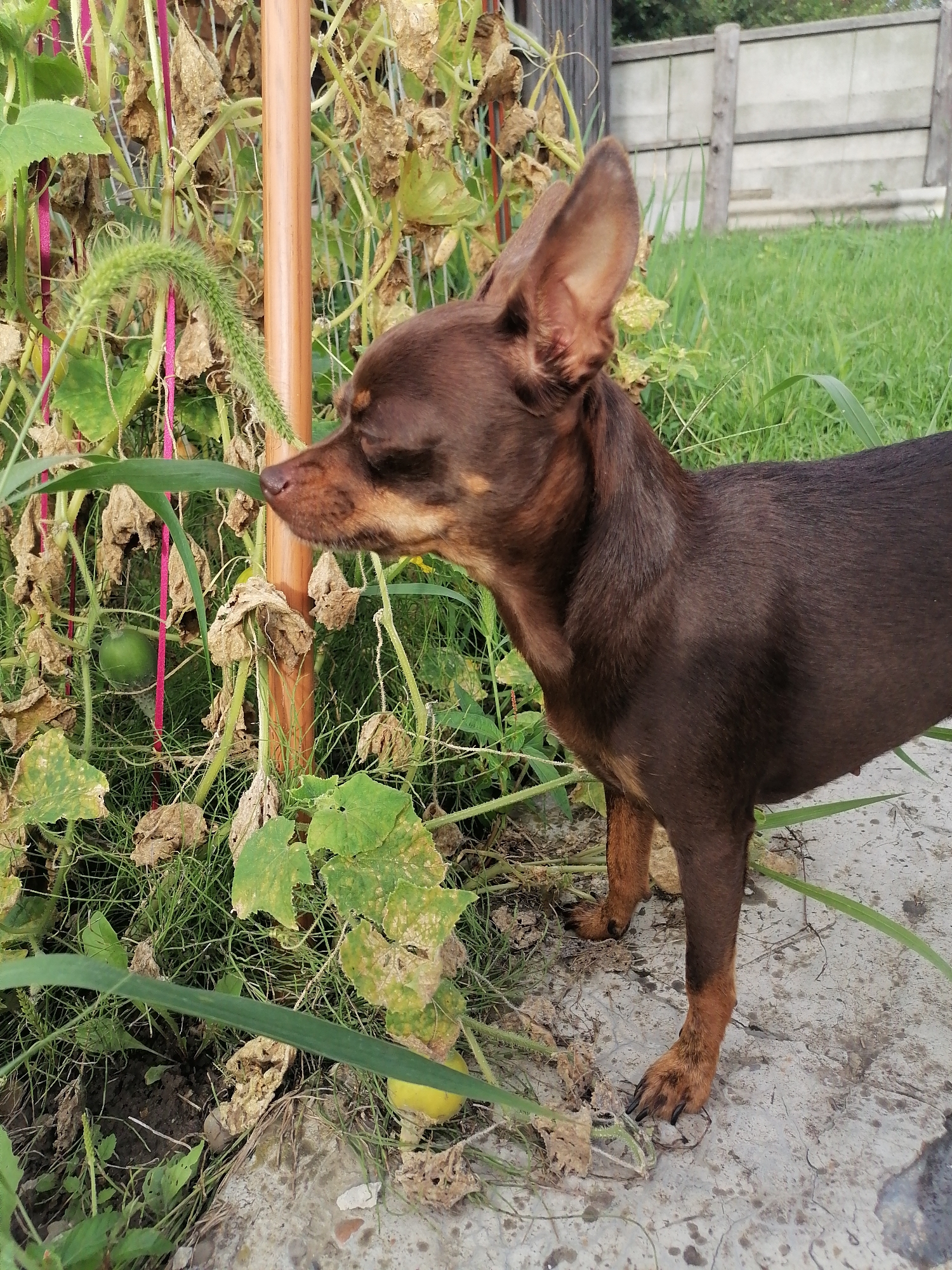 A medium shot depicts a small brown dog standing on a concrete path next to a garden with green and dried plants and a wooden pole. The dog is facing left, with its head turned slightly toward the garden. Its ears are perked up, and its eyes are closed, suggesting it might be smelling something. Green vines with wilting leaves and a small green tomato are visible in the garden. The background shows a grassy area and a fence. The scene appears to be in a backyard or garden area.