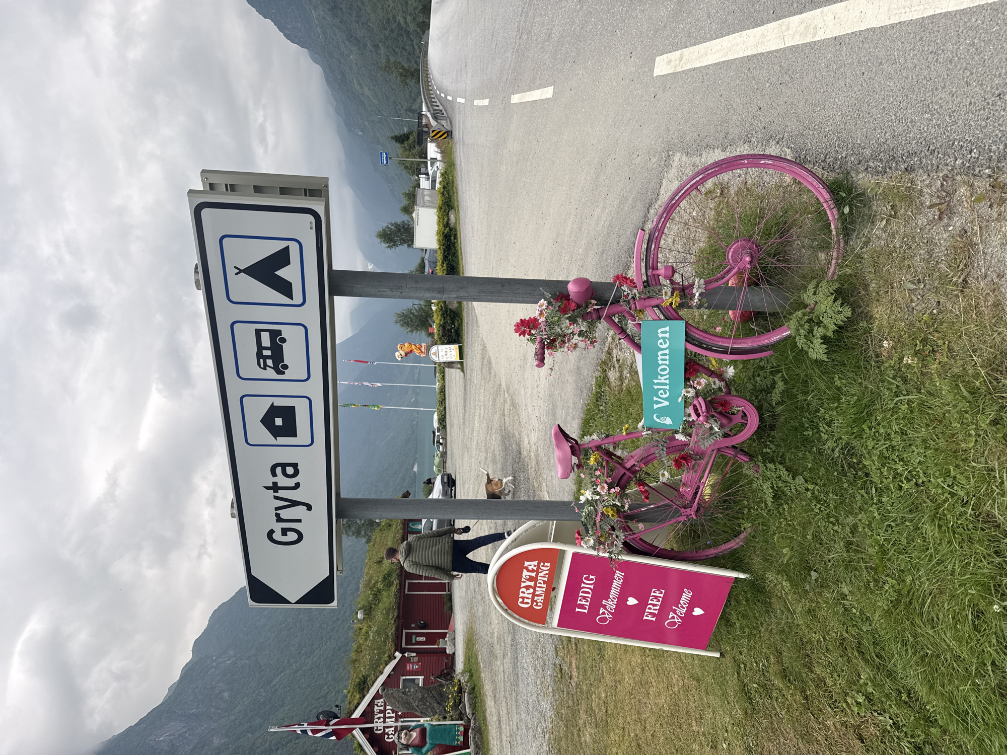 The image captures an outdoor scene at Gryta Camping in Olden, Norway, on an overcast day. In the foreground, a vibrant pink bicycle, adorned with a profusion of colorful flowers, is parked on a grassy area next to a paved road. The bicycle is positioned near a pink sandwich board sign that reads "GRYTA CAMPING" at the top, followed by "LEDIG" (meaning "available" in Norwegian), "Velkommen" (welcome), a heart symbol, "FREE," and another "Welcome" with a heart. A turquoise sign with the word "Velkomen" is also visible attached to the bicycle.
Behind the bicycle, a man in a green jacket walks away from the camera, holding a leash attached to a beagle-like dog running ahead of him. To the left, a red building with a grassy roof, identified as "GRYTA CAMPING," stands prominently. Two decorative figures, one resembling a woman in traditional attire and another an ice cream cone character, are positioned in front of the building. Norwegian flags are also flying near the building.
In the background, a curved road leads towards distant mountains, shrouded in clouds. Several vehicles, including cars and what appear to be campervans, are parked in a lot beyond the building. The overall environment suggests a tranquil, rural camping location nestled within a mountainous landscape.