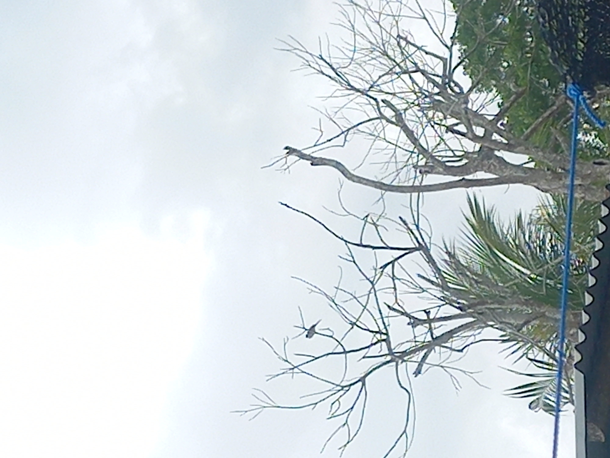 The image displays an outdoor scene, predominantly featuring a bright, overcast sky on the left and a dense arrangement of trees on the right. A large tree with a multitude of bare, intricate branches stands prominently against the pale, cloudy backdrop. Two small birds are visible perched on these leafless branches; one is positioned higher up on a thinner branch towards the top-middle, and the other is situated lower down within the branch network.
To the right of the bare tree, and slightly behind it, a second tree with vibrant green foliage is visible, characteristic of a tropical broadleaf or palm tree, providing a contrast of lushness. A bright blue rope or cable extends vertically along the far right edge of the frame, partially obscuring some of the green leaves. Below the rope and the green tree, the dark, corrugated edge of a structure, possibly a roof, is partially visible.
The lighting suggests a cloudy daytime. No specific activity is taking place beyond the birds resting on the branches. The setting is likely in Puloblang, Indonesia, given the provided context. No text is visible in the image.