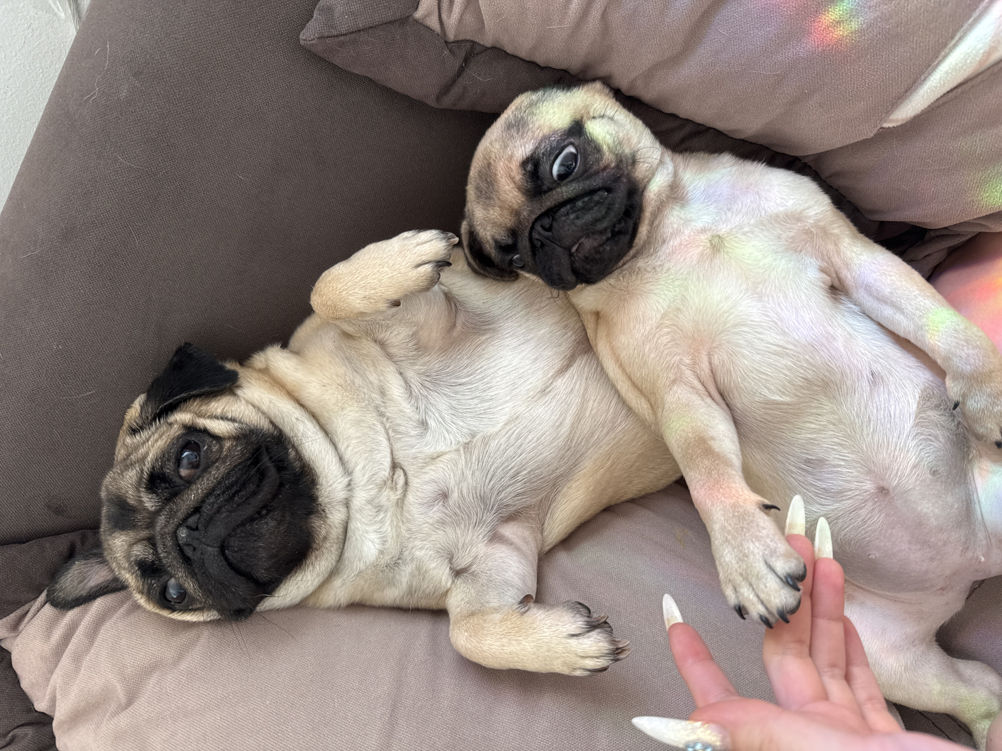 Two fawn pugs are lying on a gray upholstered surface. One pug is on its back with its legs up in the air and the other is lying on its side with its head turned. A hand with long, pointed nails is reaching toward one of the pugs. A rainbow-colored light is cast on the surface near the pugs. The location is Unknown, Unknown.
