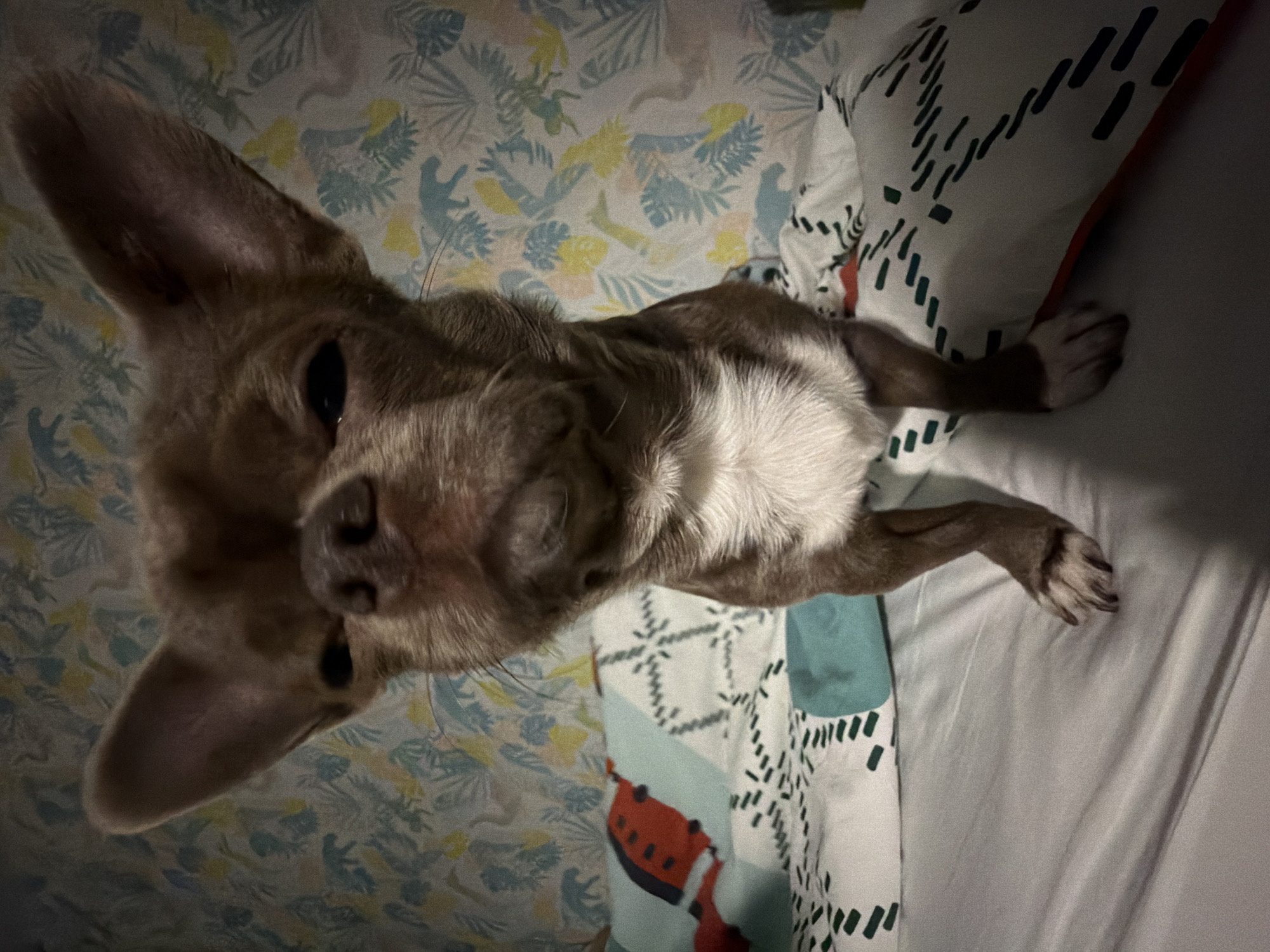 A small, tan and white Chihuahua is lying on a patterned bed. The bed has two different patterns: one a light fabric with a multi-colored leaf and animal pattern, and the other a white fabric with a black geometric design. The dog's head is turned to the left, with its large ears facing forward. The dog's chest is white. The scene appears to be indoors. There is no information to suggest this image was taken in Votkinsk, Russia.