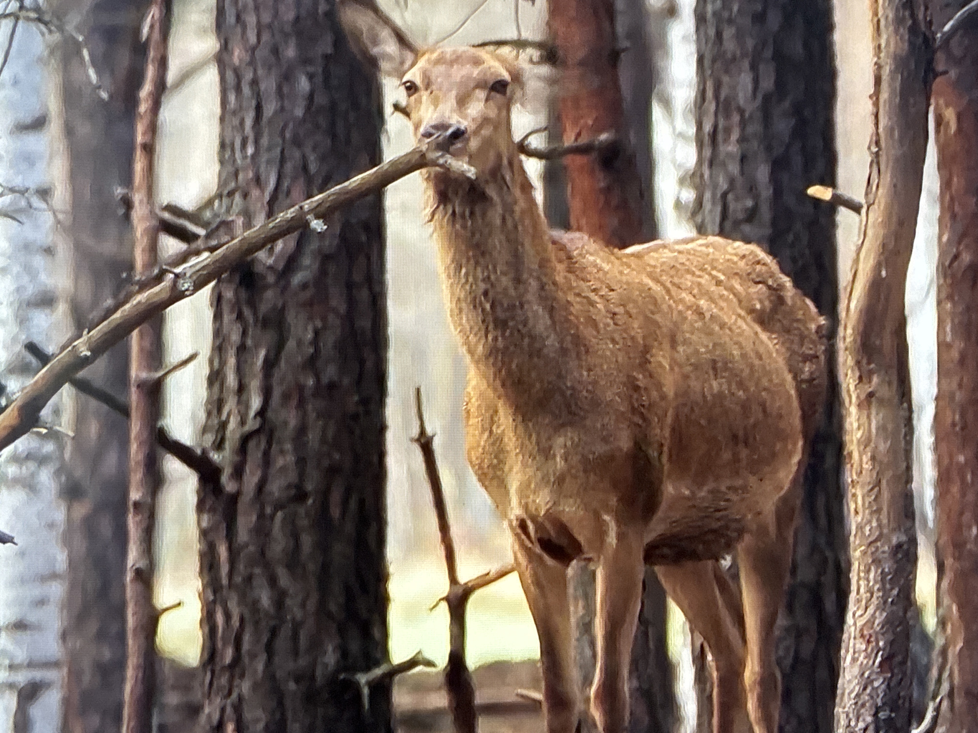 The image shows a deer in a forest. The deer is a reddish-brown color and is holding a stick in its mouth. The deer is standing in front of several trees, which are tall and thin with rough bark. The forest floor is covered in leaves and other debris. The lighting in the image suggests it is daytime, possibly late afternoon, as the light is soft and diffused. The scene appears to be in a natural, wild environment. The deer's expression is neutral, and there are no visible emotions. The location context is Vladivostok, Russia, a city known for its proximity to forests and wildlife. There is no visible text in the image.
