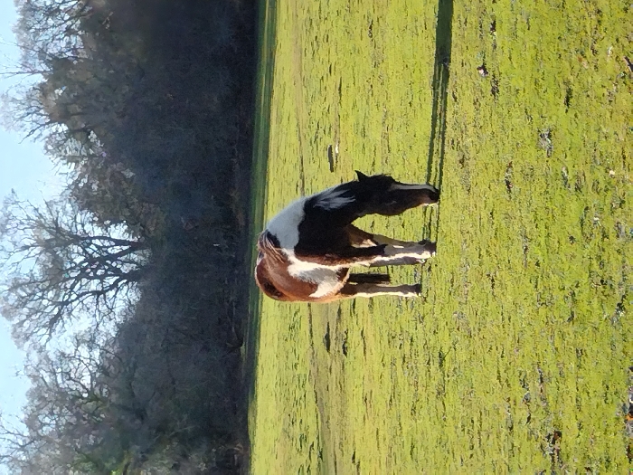 The image depicts an outdoor scene within a grassy field in the New Forest, United Kingdom. A single horse, with a brown and white pinto coat pattern, stands centrally in the frame. Its head is lowered to the bright green grass, indicating it is grazing. The horse has a white mane and a dark muzzle. A distinct shadow is cast by the horse to its right, suggesting a light source from the left. The background is composed of a dense treeline, primarily featuring bare deciduous trees, with some interspersed darker, possibly evergreen, foliage. The sky above is clear and bright. No other subjects are visible.