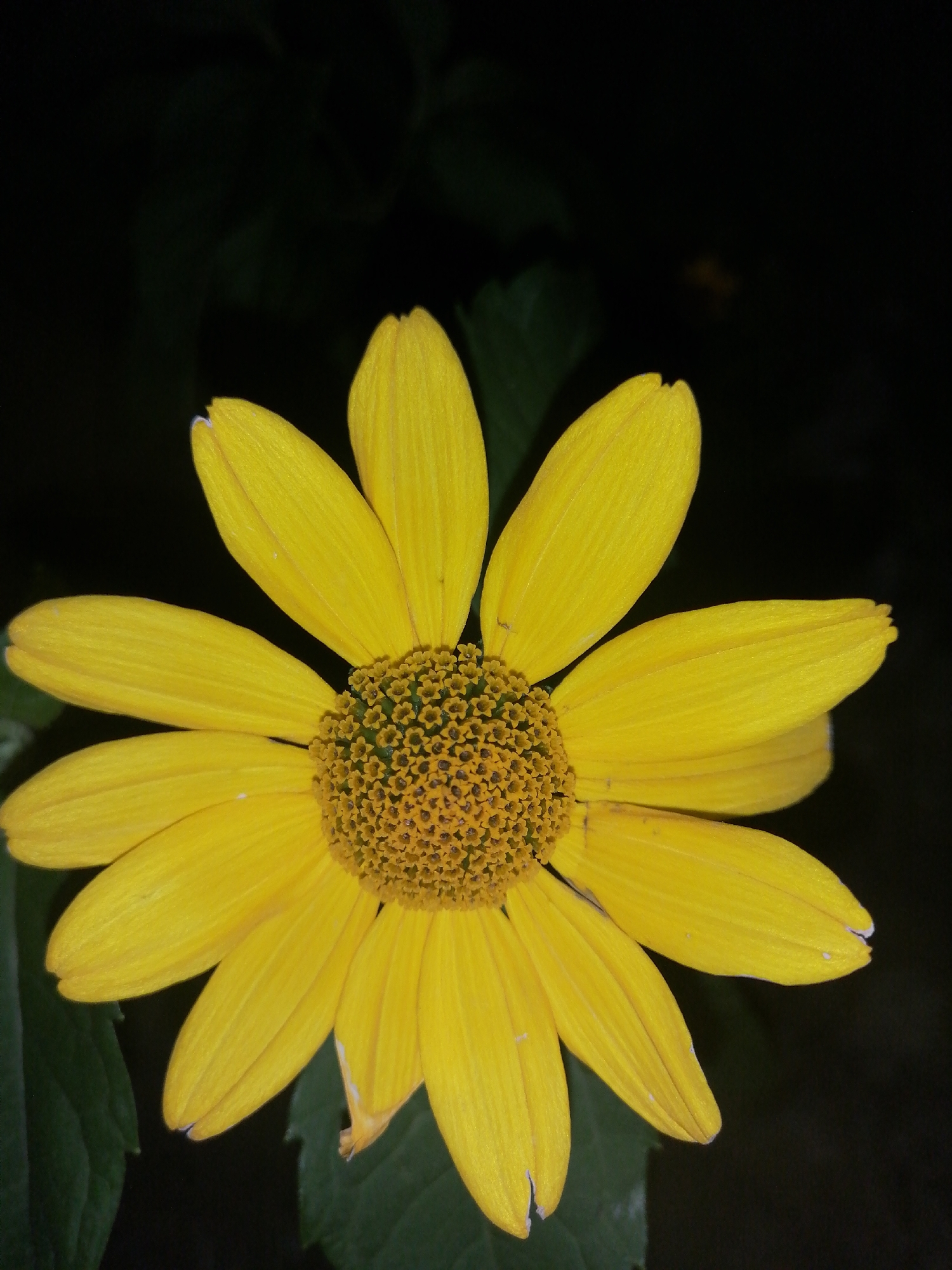 A close-up, vertical, eye-level shot features a bright yellow flower with dark green leaves in the background. The flower is centrally located in the frame, with its petals unfurling outwards. The center of the flower is a cluster of small, textured florets. The background is dark and slightly blurred, suggesting it is nighttime or a shaded area. The image was taken in Kremenchuk, Ukraine.