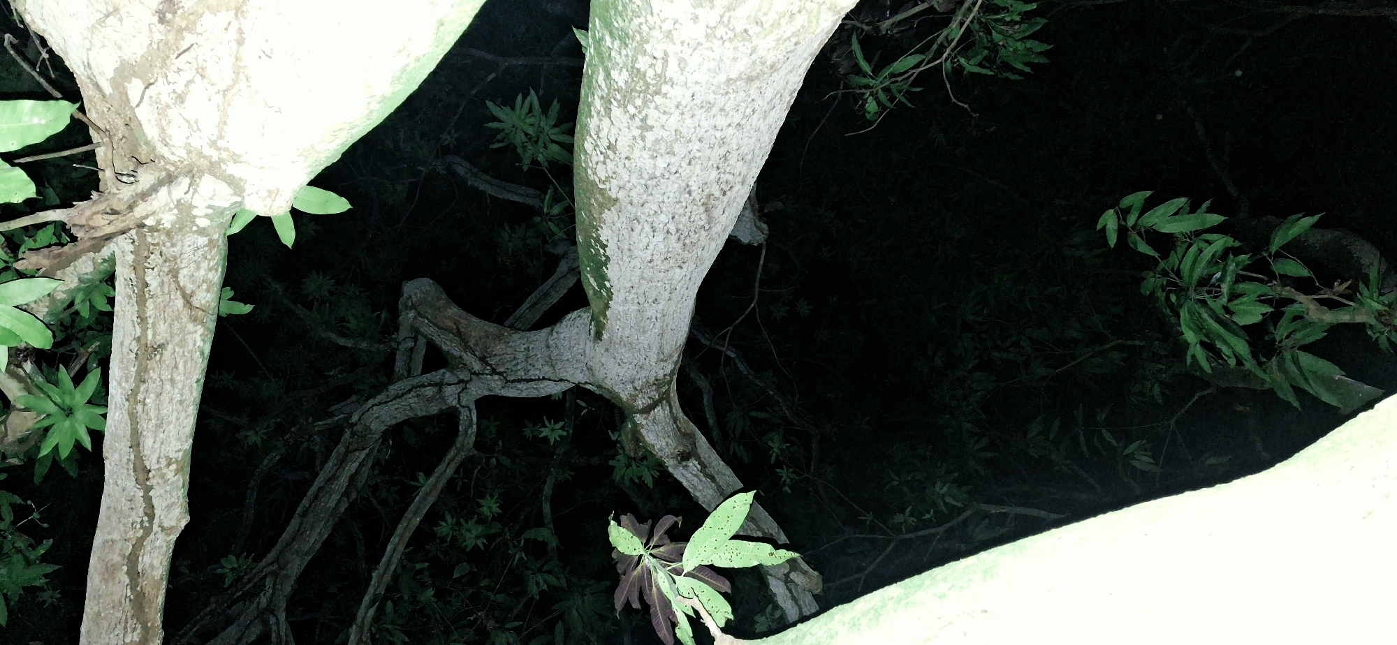 A low-angle shot captures a thick, pale tree trunk that dominates the foreground, arching diagonally across the frame. The bark of this tree is rough and textured, with patches of greenish moss. Beyond the main trunk, branches and leaves are visible against a dark, shadowy background, suggesting a dense forest or foliage. A few green leaves, some with a reddish hue, are scattered throughout the image. The scene is dimly lit, creating a sense of depth and mystery. The overall impression is of an ancient tree in a natural, possibly remote, setting, and the darkness of the background suggests it could be nighttime or a heavily shaded area within a forest. The image appears to be taken in Vallecito, Venezuela, a region known for its lush natural landscapes and biodiversity.