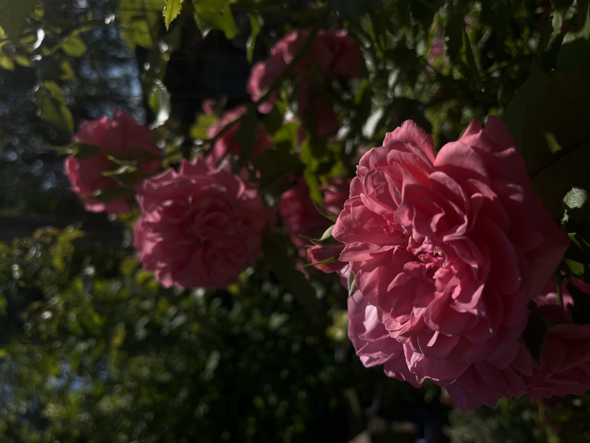 This image displays a close-up view of a bush bearing multiple pink roses in an outdoor garden setting, located in Novopokrovskaya, Russia. The most prominent subject is a large, sharply focused pink rose positioned in the lower-left to central portion of the frame. Its dense petals exhibit a vibrant deep pink hue, with direct sunlight casting bright highlights and nuanced shadows across its textured surface. In the midground and background, several other pink roses are visible, progressively blurred due to a shallow depth of field; these include both fully bloomed flowers and some less developed buds. The immediate and deep background consists of abundant green foliage, rendered out of focus with numerous bright, circular bokeh effects indicating dappled sunlight filtering through leaves. The scene is illuminated by strong natural sunlight, creating a high-contrast effect between sunlit areas and deep shadows. No individuals or specific actions are depicted.