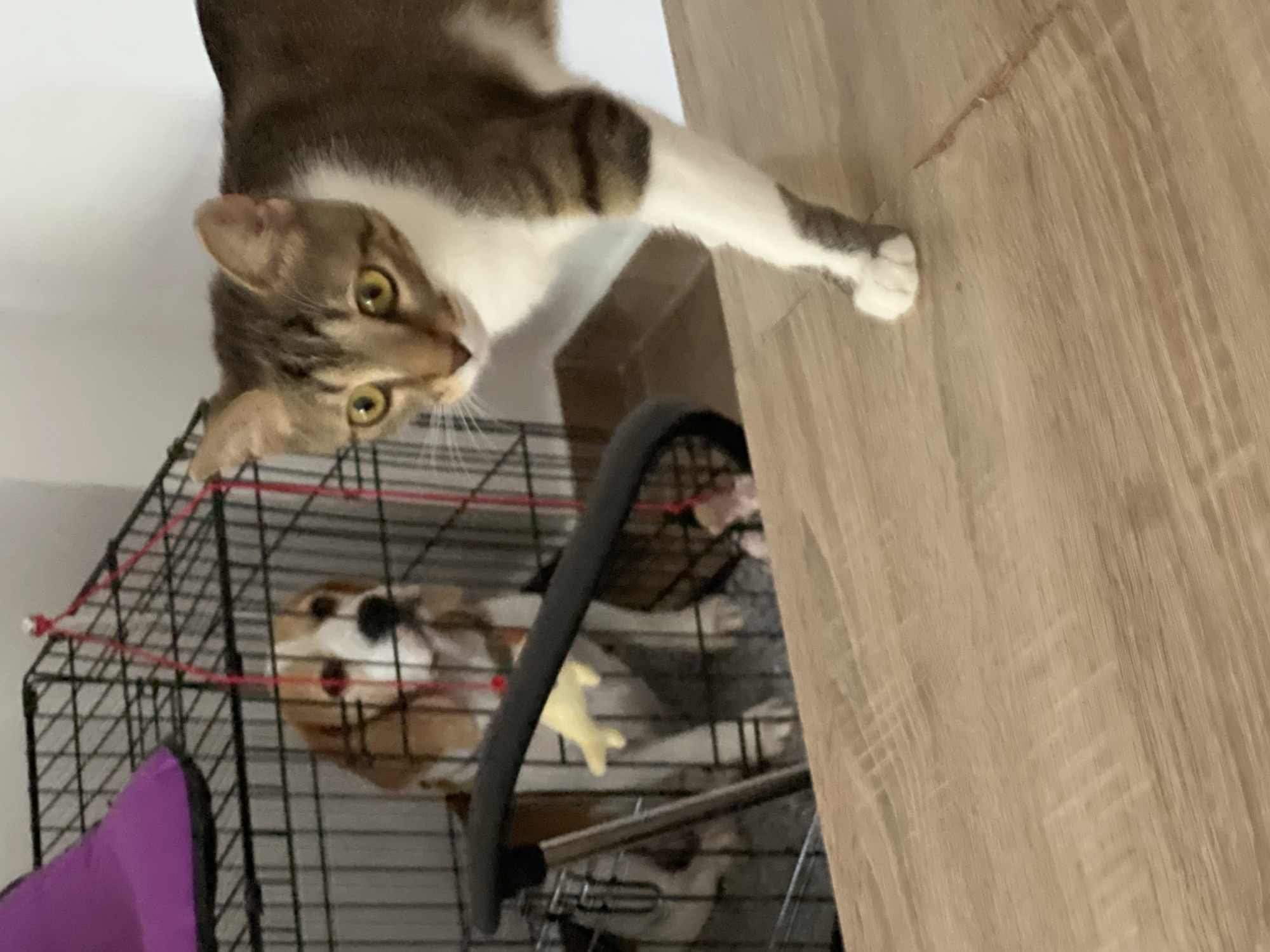 A domestic shorthair cat, primarily white with tabby markings on its head and back, stands on a light-colored wooden surface in the foreground. Its body is angled to the right, with its head turned towards the viewer, revealing large yellow eyes. In the background, a beagle dog is contained within a black wire crate. The beagle is facing forward, with its head tilted slightly, and appears to be looking towards the cat. A purple object is visible inside the crate, above the dog's head. The crate is secured with red string. The overall scene takes place indoors, with a neutral-colored wall in the background. The wooden surface is slightly textured, suggesting a table or floor. There is no indication of the city of Budva, Montenegro, in the image.