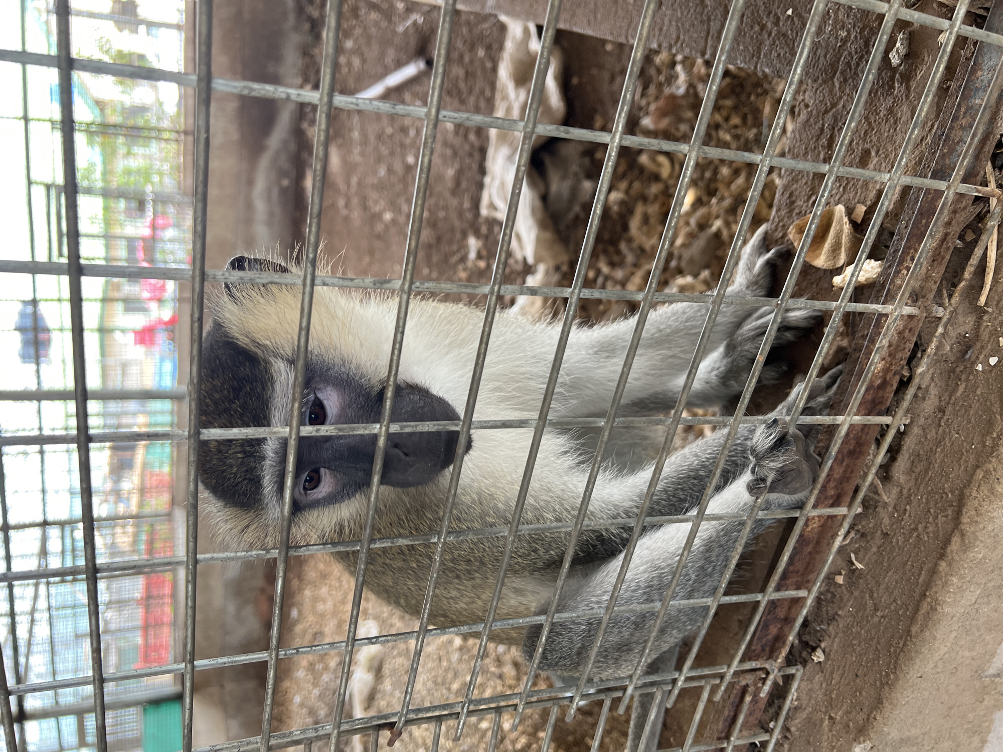 This image captures an Old World monkey, likely a vervet monkey (Chlorocebus pygerythrus), sitting inside a metal cage and looking directly at the camera. The monkey has grey fur on its body, light-colored fur on its belly and inner limbs, and a distinctive black face with dark eyes. Its hands and feet are also greyish.
The monkey is seated upright on the ground within the enclosure. The cage is constructed from thick, grey metallic bars, some of which show signs of wear and rust. The ground inside the cage appears to be a dry, uneven surface, possibly a mix of dirt and concrete, with some small debris like dried leaves or food scraps visible.
Beyond the cage bars, the background is out of focus, indicating an outdoor environment. Faint, blurry shapes of what appear to be structures, possibly other enclosures or buildings, and hints of greenery are visible through the bars. The lighting suggests it is daytime. The monkey's expression is direct and appears calm or observant. There is no visible text in the image. The scene is situated in Markurdi, Nigeria.