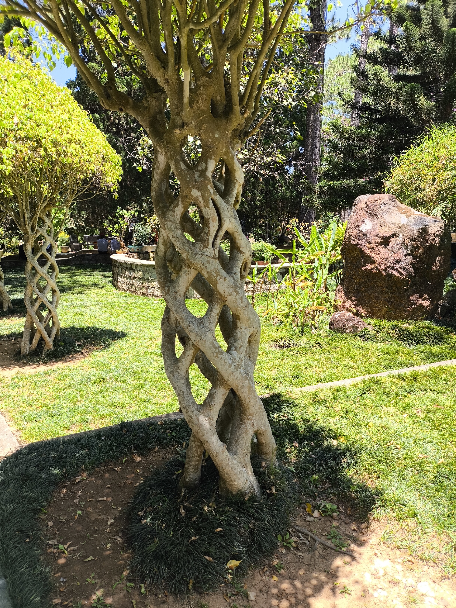 The image depicts a unique tree with a twisted trunk in a park-like setting in Da Lat, Vietnam. The tree's trunk is formed by multiple interwoven branches, creating a lattice-like structure. It stands on a patch of dark green ground cover surrounded by a lawn. To the left, another similar tree with a less developed twisted trunk is visible. A large brown rock is present in the background, along with various plants and trees. The scene is bathed in sunlight, casting shadows on the ground. In the distance, faint indications of people and landscaping details suggest a well-maintained public garden.