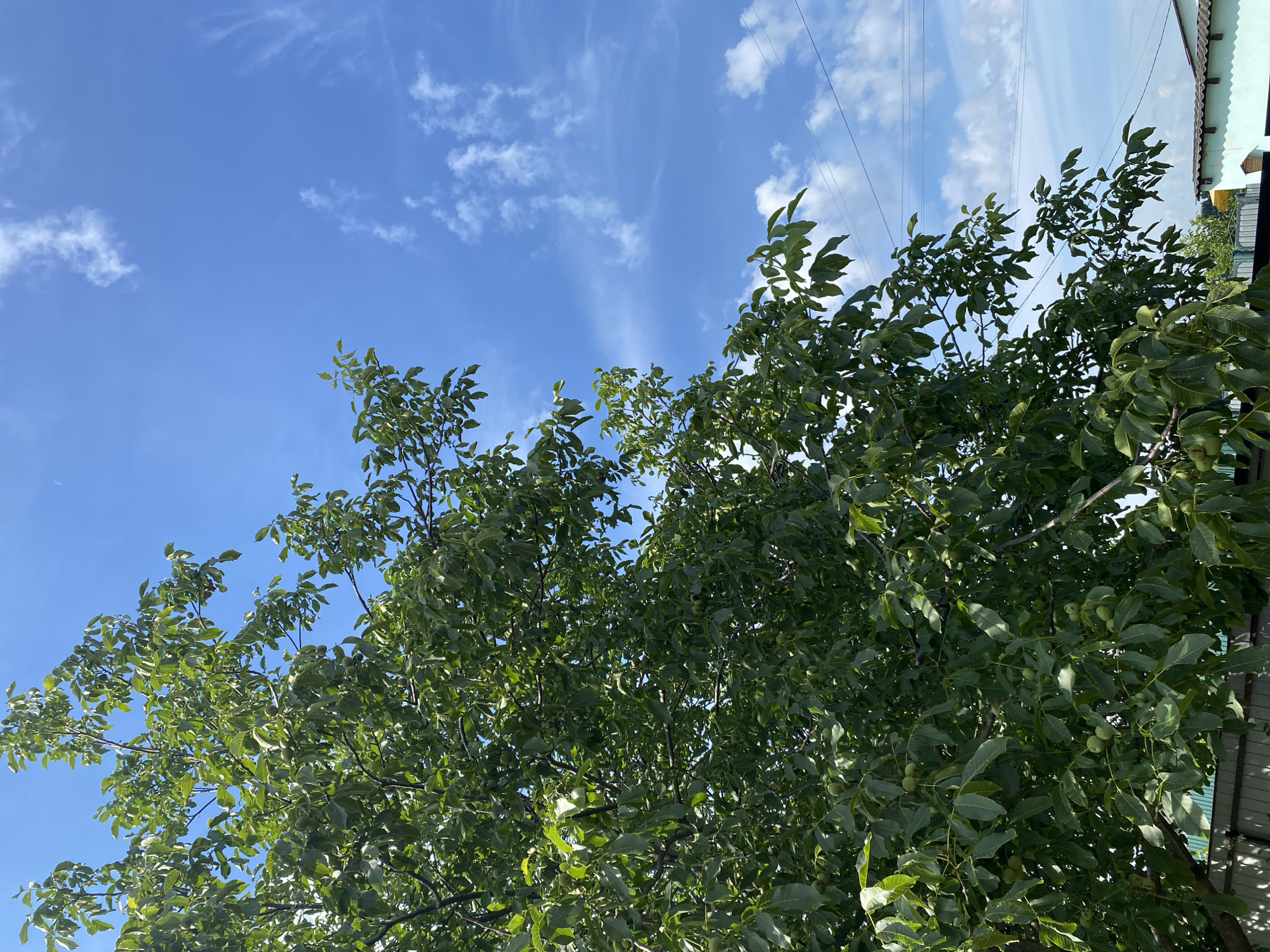 The image depicts a vibrant green walnut tree in full leaf, with unripe walnuts visible amongst the foliage. The tree occupies the left and lower portions of the frame, its branches extending upwards and to the right. Against a clear blue sky dotted with wispy white clouds, the tree's dense canopy is illuminated by sunlight. In the background, a utilitarian fence runs horizontally along the bottom of the image, and a portion of a building with a light blue facade and a gray roof is visible on the right. Power lines crisscross the sky towards the upper right corner. The scene appears to be a residential or garden area, likely in Vasylkiv, Ukraine, judging by the context. There are no people or animals present in the frame.