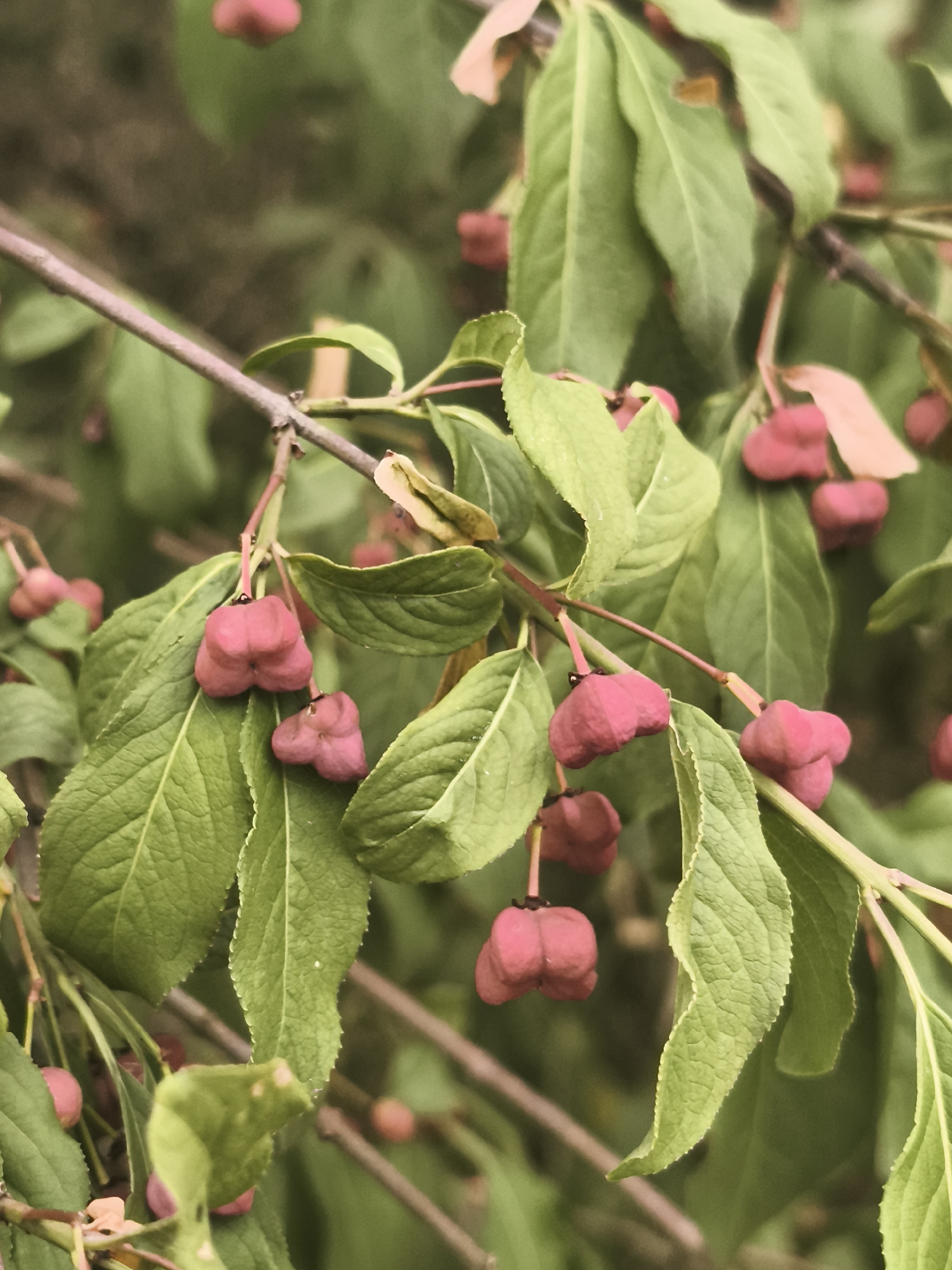 This is a close-up, high-angle shot of a branch of a plant with green leaves and pink fruit. The fruit is segmented and hangs in clusters. The background is a blurred green and brown, suggesting foliage and possibly soil or other vegetation. The lighting appears to be natural and overcast. There are no people or animals visible in the image. The image appears to have been taken in Sasiv, Ukraine.