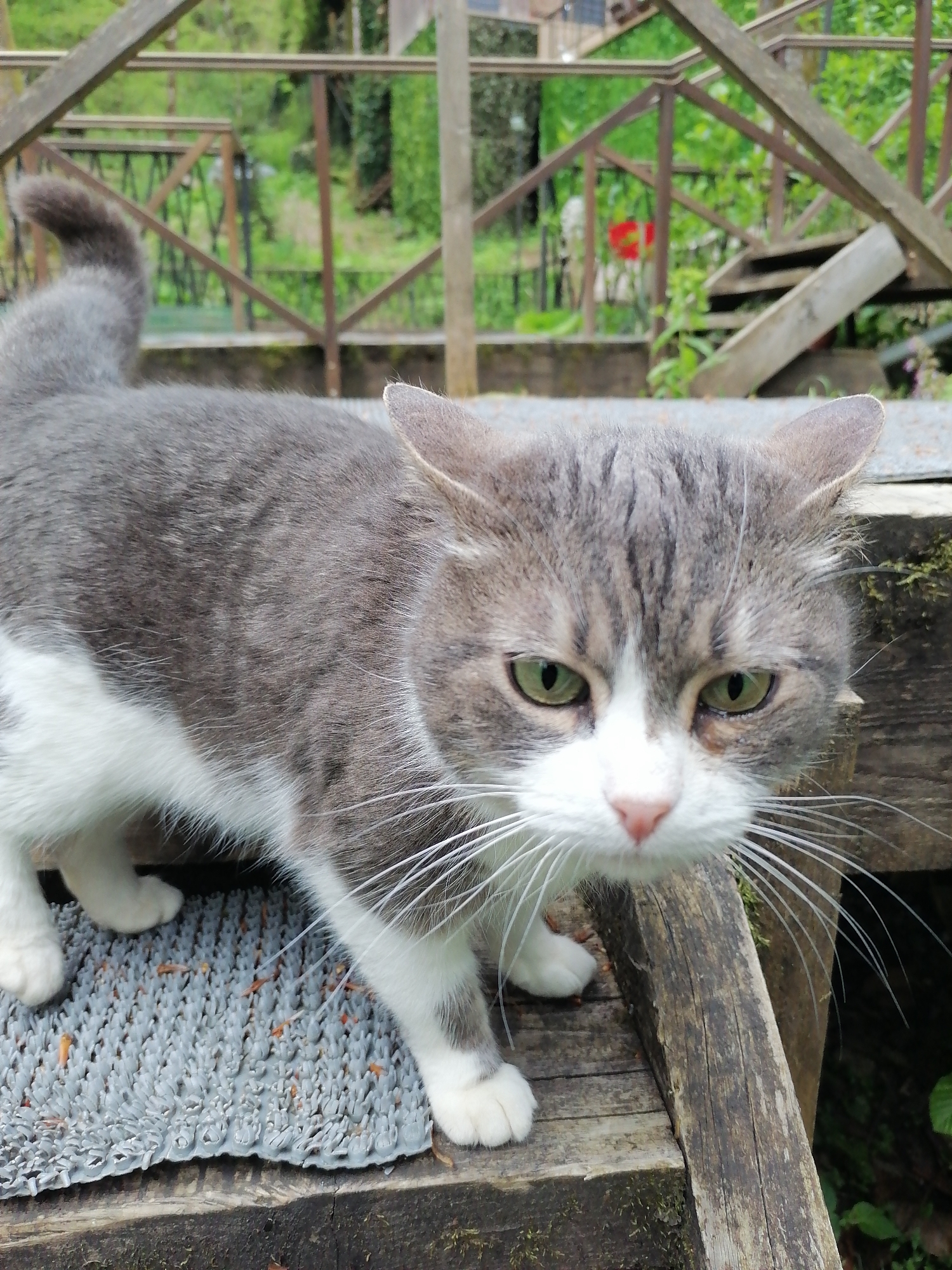 A grey and white tabby cat with striking green eyes is the central subject of the image, standing on a weathered wooden structure. The cat displays distinct grey tabby stripes on its head and back, with a contrasting white muzzle, chest, belly, and paws. Long, prominent white whiskers extend from its face. Beneath its front paws rests a grey, textured mat, speckled with small orange debris. The cat is captured looking directly at the camera with an intense, focused, and somewhat stern expression, characterized by slightly narrowed eyes and subtly flattened ears.
The background reveals a rustic outdoor setting, featuring a wooden bridge, deck, or staircase made of aged, dark wood beams. Parts of the wooden structure show adherence of moss, indicative of prolonged outdoor exposure. Lush green foliage and trees fill the mid-ground and distant background, suggesting a natural, possibly forested or garden landscape. The scene is lit by natural daylight, implying either a clear or mildly overcast day. This natural, outdoor environment is consistent with the provided location context of Medoveevka, Russia. No visible text is present in the image.