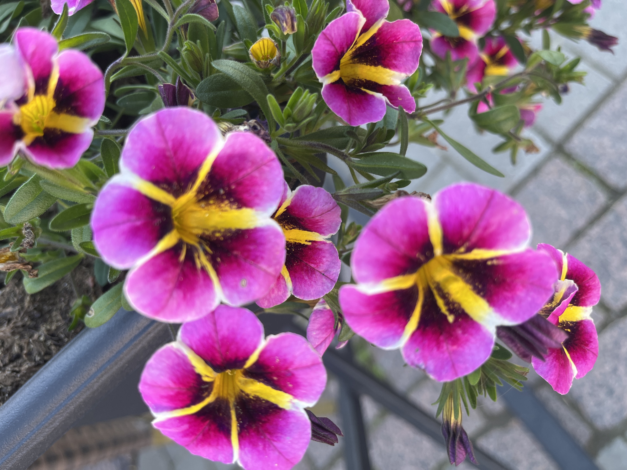 A close-up, high-angle, outdoor shot showcases several vibrant pink petunia flowers with yellow centers and dark maroon markings. The flowers are in full bloom and are interspersed with green foliage. The background consists of a grey textured surface, possibly a pot or planter, and a blurred cobblestone pathway. The image appears to be taken in a public space within the city of Oulu, Finland, likely a garden or a decorative planter. There are no people or animals visible in the scene. The lighting suggests it is daytime.
