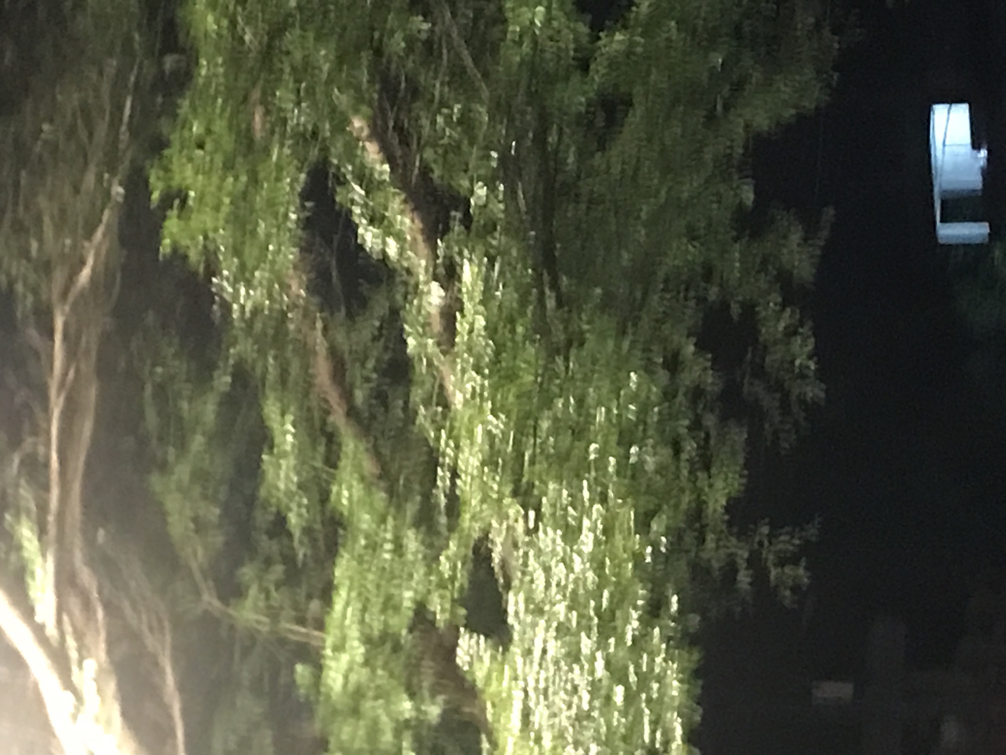 At night in Lhokseumawe, Indonesia, a tree with dense green foliage stands prominently in the foreground. To the right, a white structure is visible against a dark background. The general environment is dim, with the lighting suggesting an urban or suburban setting.