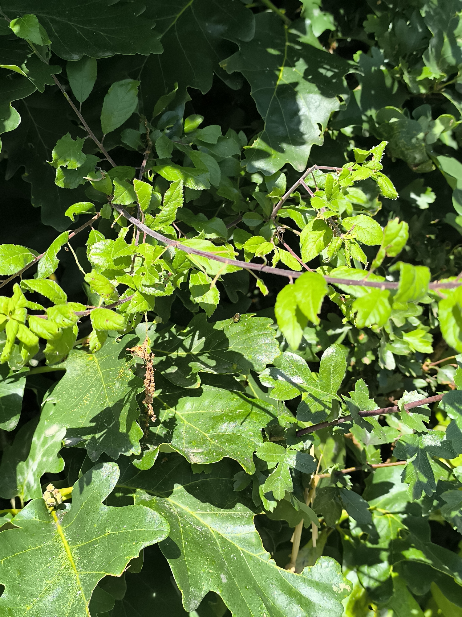 The image shows a close-up of foliage with a mix of oak and possibly hawthorn leaves. The oak leaves are large with characteristic lobes, while the hawthorn leaves are smaller and have toothed edges. The hawthorn branches have thorns and a reddish-brown color. Some leaves show signs of insect damage. The background is a blur of more greenery, suggesting a dense natural area. The location is Chaponnay, France, based on the prompt.