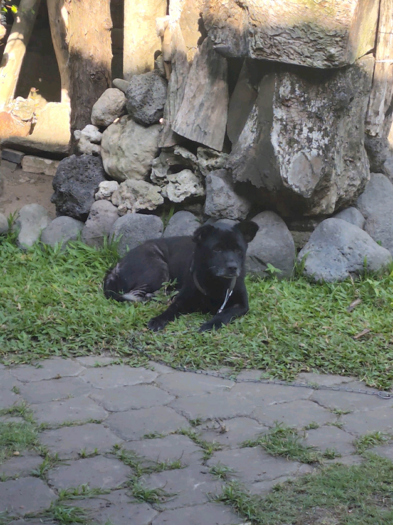 A medium-sized black dog is lying on a patch of green grass. The dog is wearing a collar and a leash that is attached to a metal chain running across the ground. Behind the dog, there is a pile of large rocks and some tree trunks. In the foreground, there is a stone pathway. The scene appears to be an outdoor area, possibly a garden or park, in Denpasar, Indonesia.