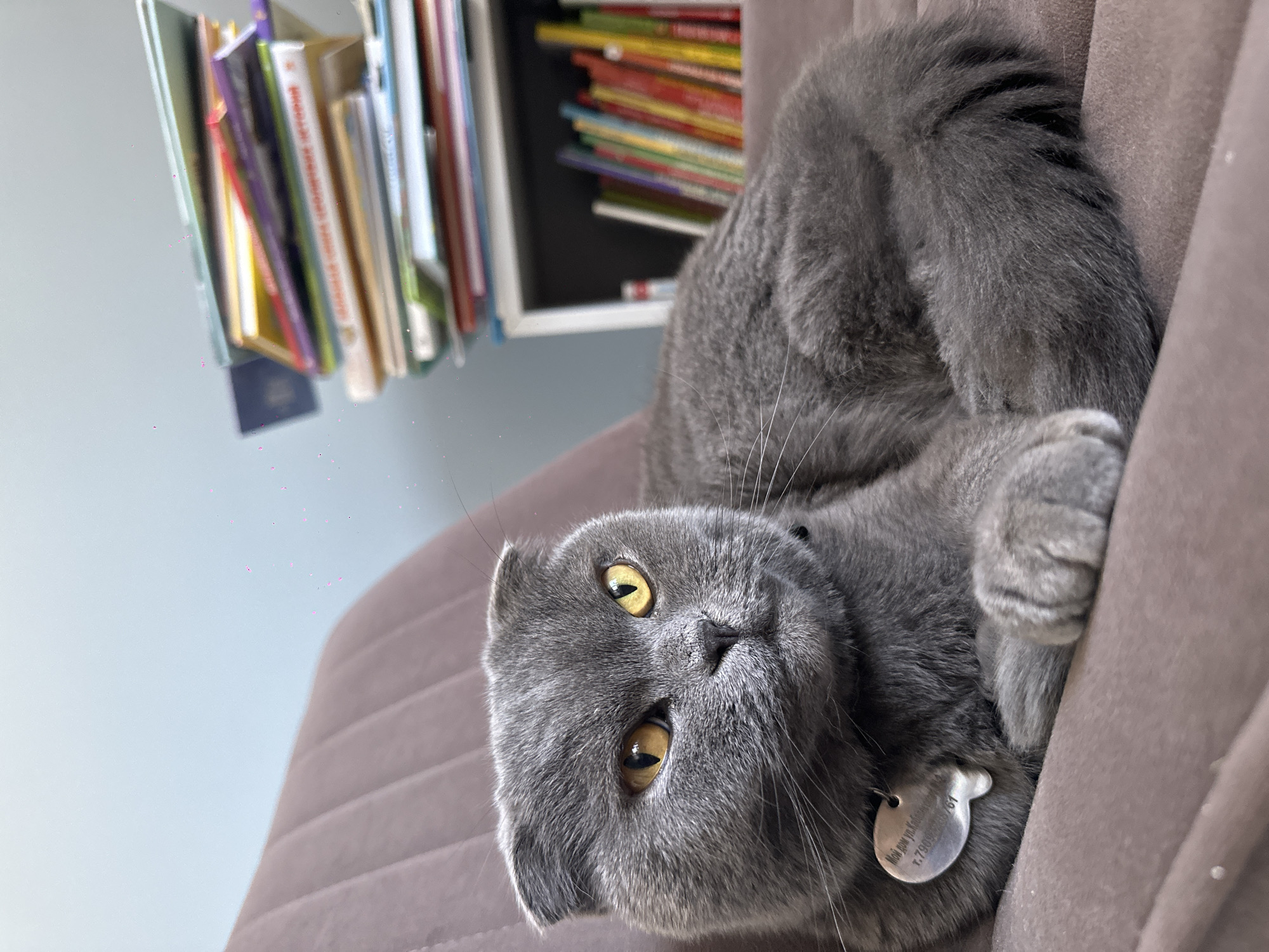 A grey Scottish Fold cat is the central subject, captured in a close-up while lying on its back on a ribbed, brown upholstered chair or sofa. Its head is tilted, and it looks directly at the camera with large, bright yellow eyes. The cat's characteristic folded ears are prominent, and its grey fur shows subtle tabby markings, particularly on its tail, which is visible curled against the furniture.
The cat wears a black collar from which a silver identification tag hangs. Visible Cyrillic text on the tag reads "Мой дом ул. Толстого" (My home, Tolstogo street), followed by a phone number: "Т. 79648043161".
In the background, behind the cat, bookshelves filled with numerous books are visible. Some books are neatly stacked vertically, while others are piled horizontally, displaying a variety of colorful spines. The upper left portion of the background reveals a light blue wall. Scattered small, pink, glitter-like particles are visible on the wall and the upholstery.
The scene takes place indoors, likely a domestic setting in Chaikovsky, Russia, given the location context and visible text. The cat appears relaxed and curious, suggesting a moment of play or rest. The lighting indicates it is daytime.