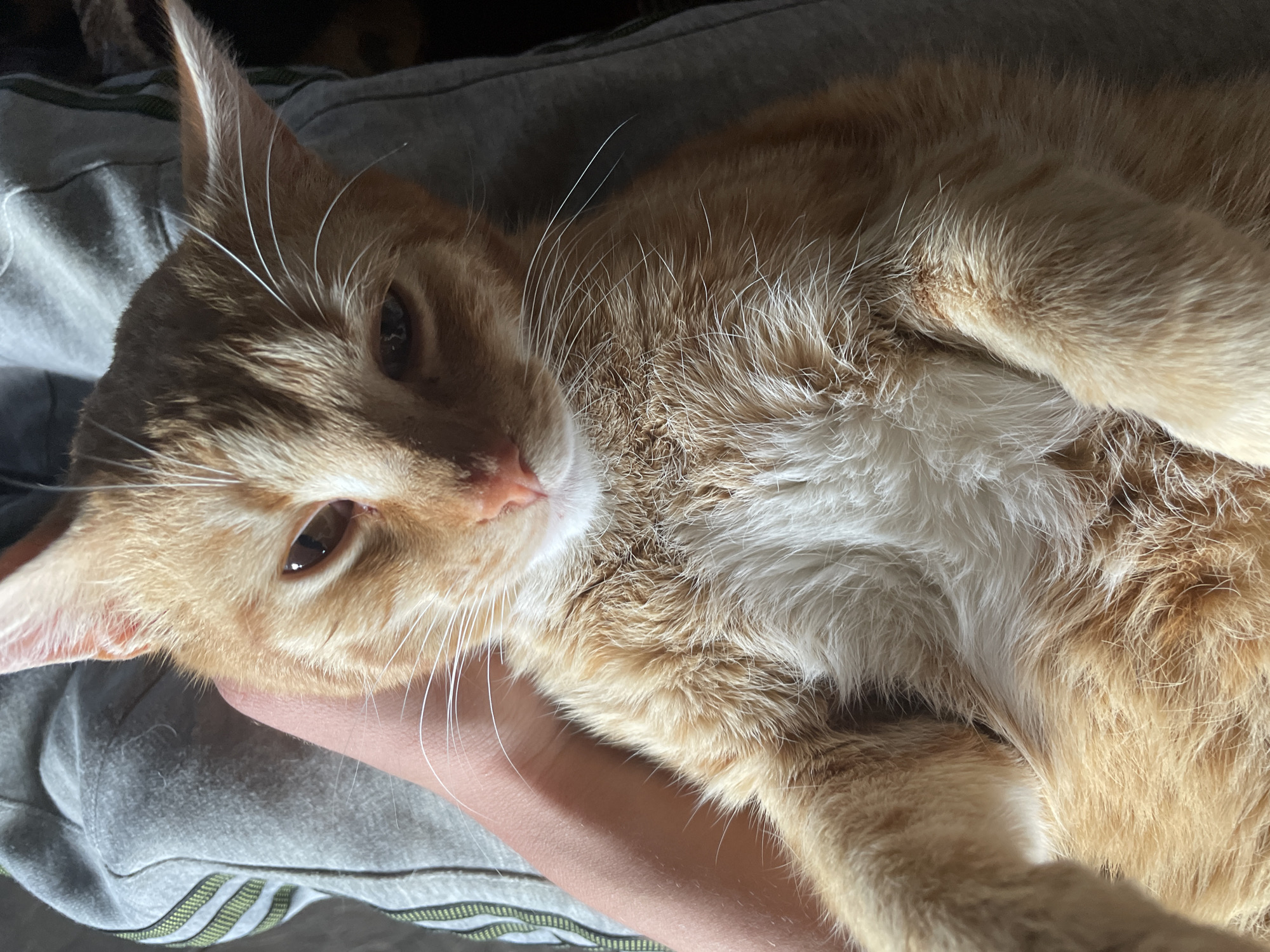 An orange tabby cat lies on a person's arm and torso, which is covered in a light gray, possibly cotton, garment. The cat has white fur on its chest and neck. The location is not discernible from the image.