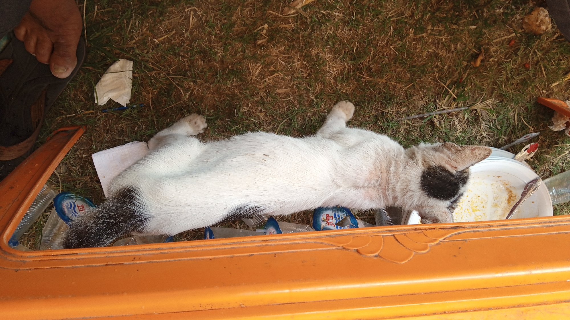 A black and white cat is lying on its back on the grass next to an orange object. The cat has a black patch over its left eye and ear, and a black and white striped tail. The cat appears to be eating from a white bowl filled with a light-colored substance, possibly food. Several plastic water bottles are scattered around the cat and the bowl, some appearing to be empty and crushed. A white paper napkin or tissue is near the cat's paws. In the upper left corner of the image, a person's foot, wearing a sandal, is visible. The ground is covered with dry grass and some brown debris. The scene is outdoors, and the lighting suggests it is daytime. There is no indication of the location being in the city of Payacut, Indonesia.