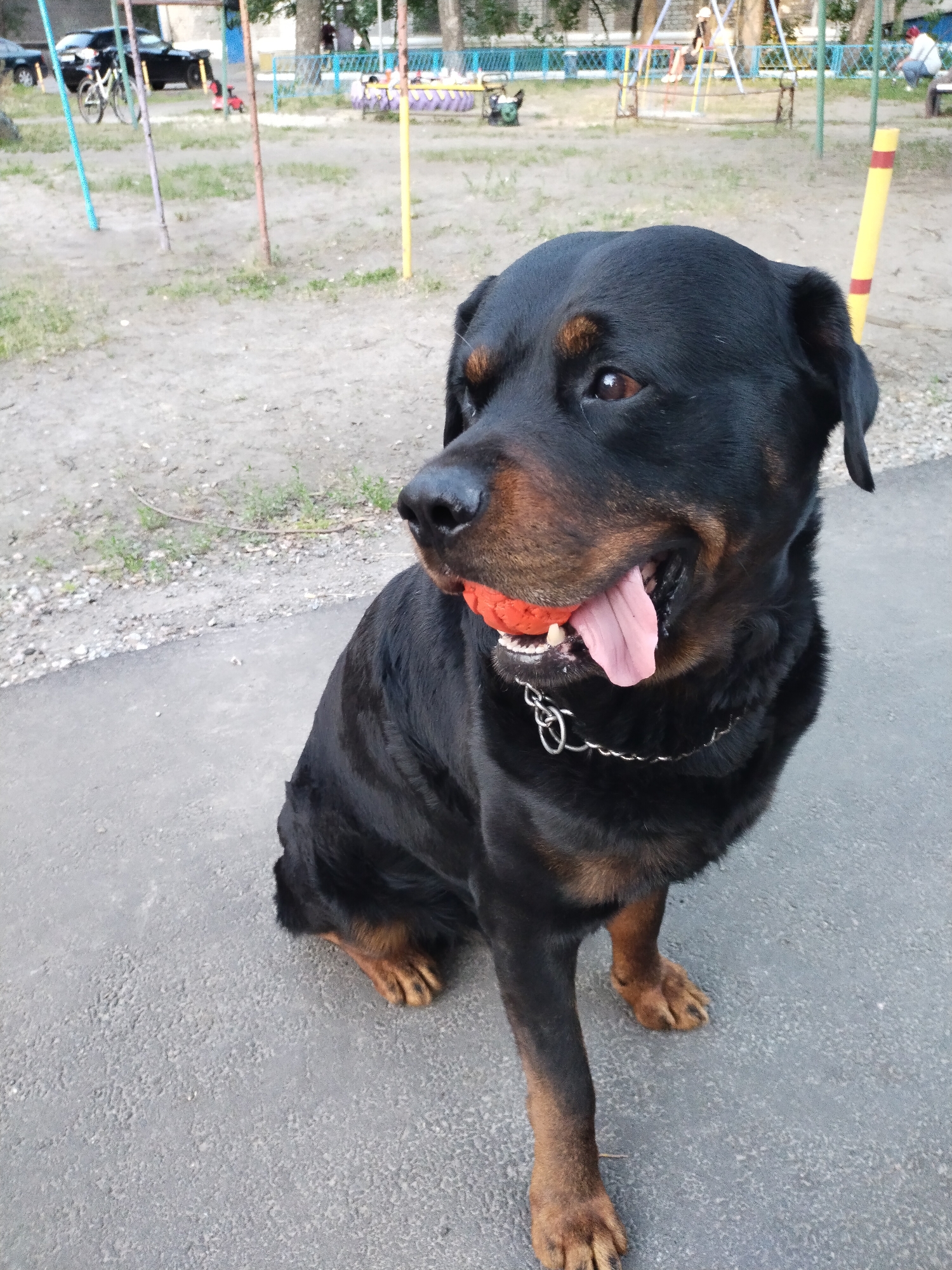 A Rottweiler is sitting on asphalt in a park in Horishni Plavni, Ukraine, with an orange ball in its mouth. The dog is looking to its left. In the background, there are playground structures, a bicycle, cars, and people. The ground is covered with dirt and grass.