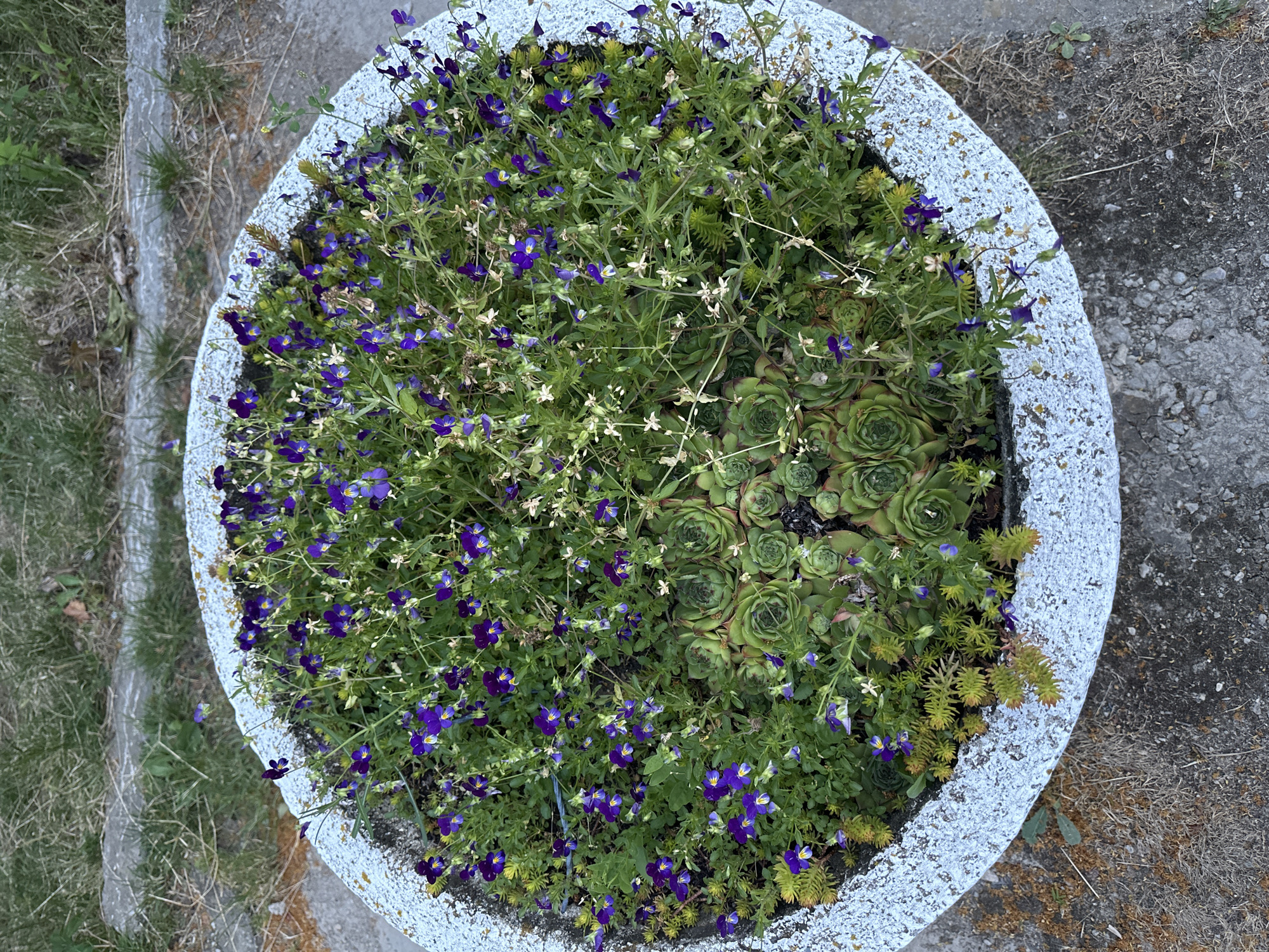 This is a high-angle, eye-level shot of a round concrete planter filled with a variety of plants. The planter is located outdoors, on a gray concrete surface, with dry grass and dirt surrounding it. In the background, there is more dry grass and a strip of uneven concrete.
The planter itself has a rough, white-painted exterior with some discoloration and chipping. Inside, it is densely packed with greenery. The most prominent plants are small, purple flowers with yellow centers, resembling violets or pansies, scattered throughout the planter. Interspersed with these are several rosettes of succulent plants, likely Sempervivum (Hens and Chicks), with thick, fleshy green leaves. There are also smaller, lighter green succulents with spiky leaves along the edge of the planter, and various thin, green stems and leaves filling the gaps. Some of the smaller white flowers are also visible among the greenery. The overall impression is one of a well-maintained, albeit slightly wild, flower arrangement.
There are no people or animals visible in the image. The focus is entirely on the planter and its contents, as well as the immediate surroundings. The lighting suggests it is daytime, possibly late afternoon or early evening, given the soft shadows. The environment appears to be a public space or a garden area.