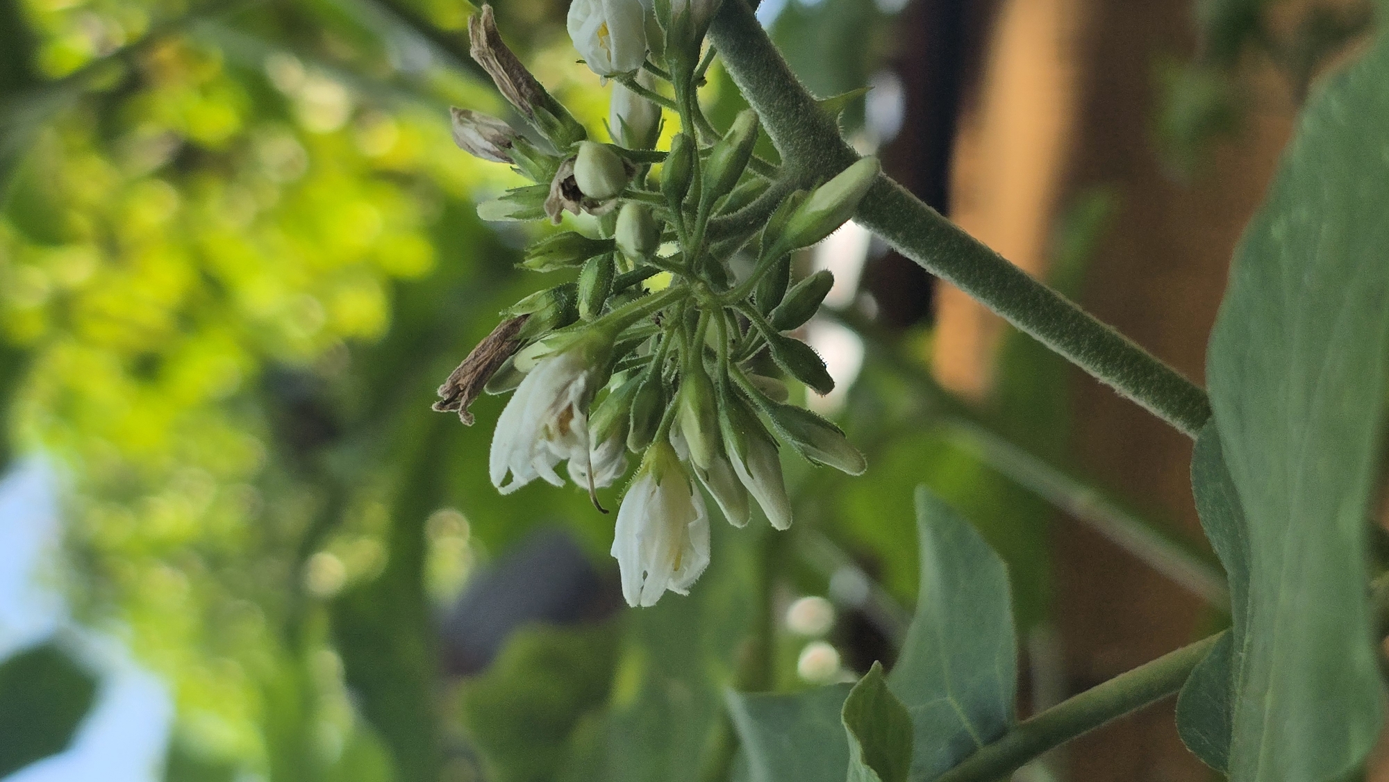 The image shows a cluster of white flowers and buds on a hairy green stem. The plant is situated outdoors, with blurry greenery and a hint of blue sky in the background. The location is Seririt, Indonesia.