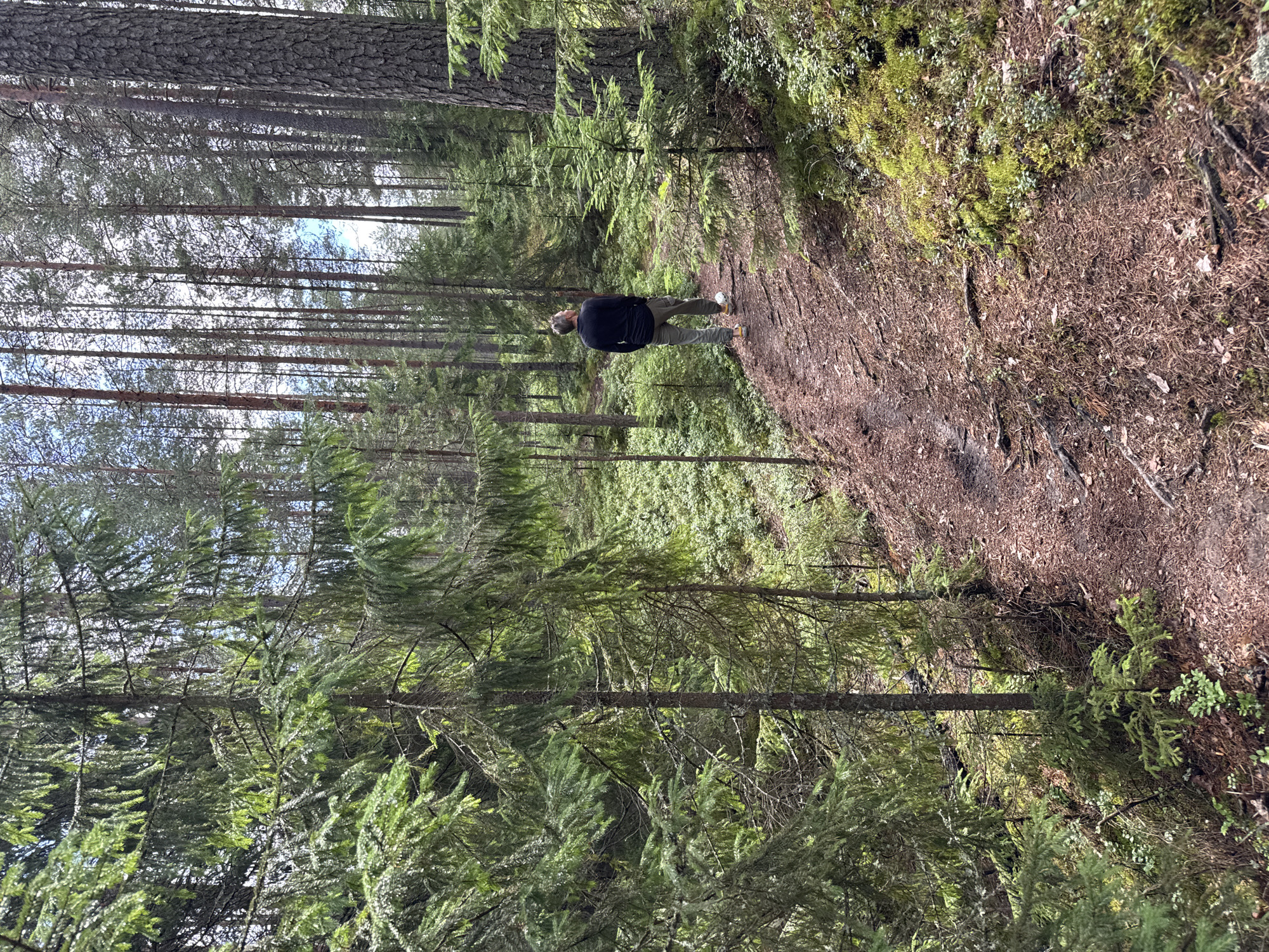 A lone male is walking on a dirt path through a dense evergreen forest. He is facing away from the camera, looking up into the trees. The man is wearing a black long-sleeved shirt, olive green pants, and brown shoes. The path is covered with pine needles and fallen leaves, with exposed roots crisscrossing the ground. The forest floor is covered with moss and small green plants. Tall, slender pine trees with rough bark dominate the background, creating a canopy that allows dappled sunlight to filter through. The scene is set in a natural, undeveloped environment. The location is specified as Orekhovo, Russia.
