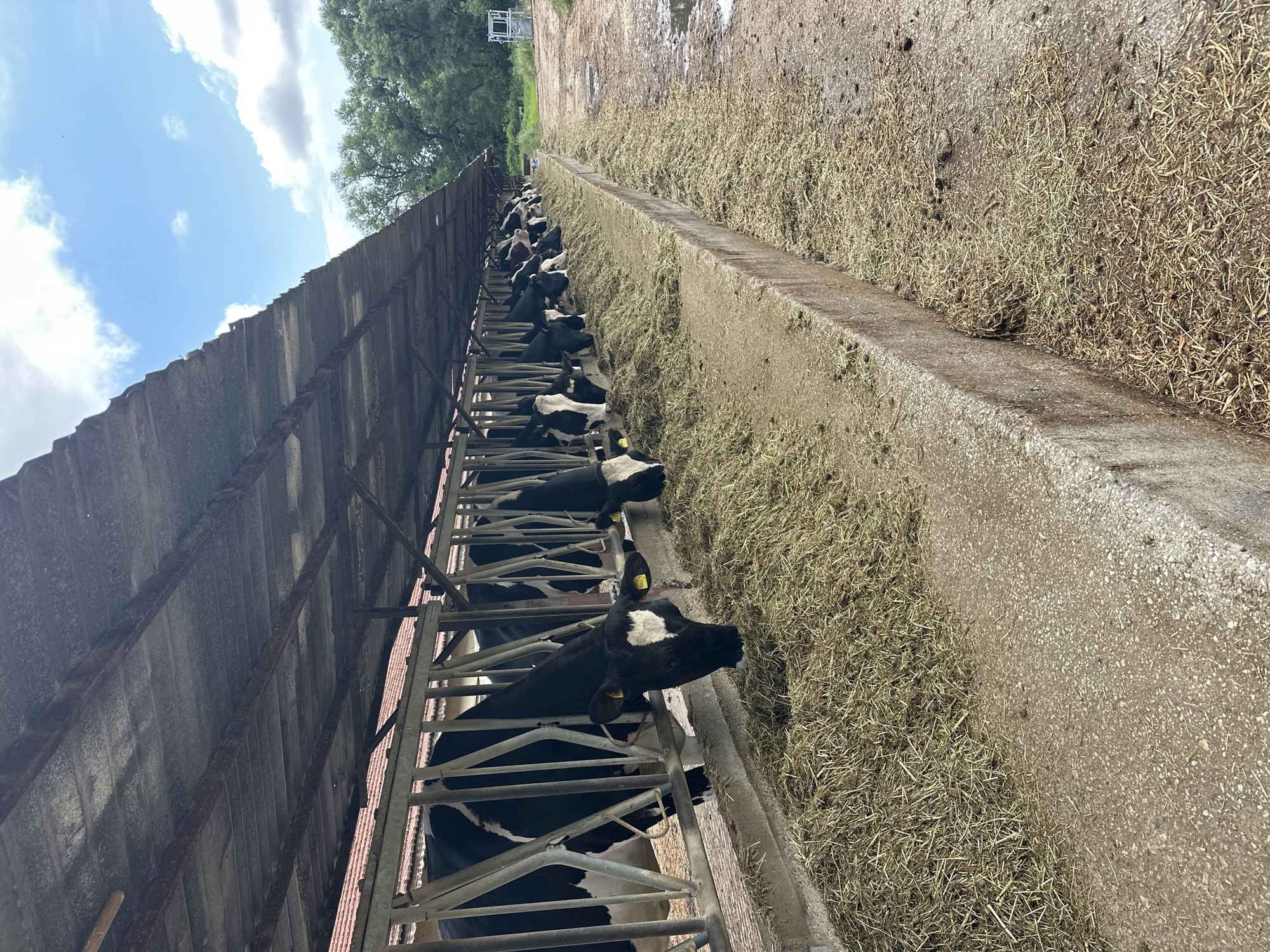 The image captures a dairy farm feeding area in Dobrodan, Bulgaria, under bright daylight with a partially cloudy sky. A long line of black and white cows, consistent with Holstein Friesian breed, are seen with their heads in metal headlocks, actively eating hay or silage from a concrete feeding trough. The hay appears fresh and abundant.
Many cows wear yellow ear tags, with some displaying partial text such as "BG 240". The concrete floor of the feeding alley is somewhat wet and shows scattered feed, indicating active use.
Above the cows, a robust, corrugated metal roof provides shelter, supported by metal beams that exhibit signs of rust. The roof extends towards the bright blue sky dotted with white clouds, with the tops of green trees visible in the distance, indicating an outdoor or semi-open barn environment. The perspective is from alongside the feeding trough, looking down the line of cows, emphasizing their continuous feeding activity in this agricultural setting.