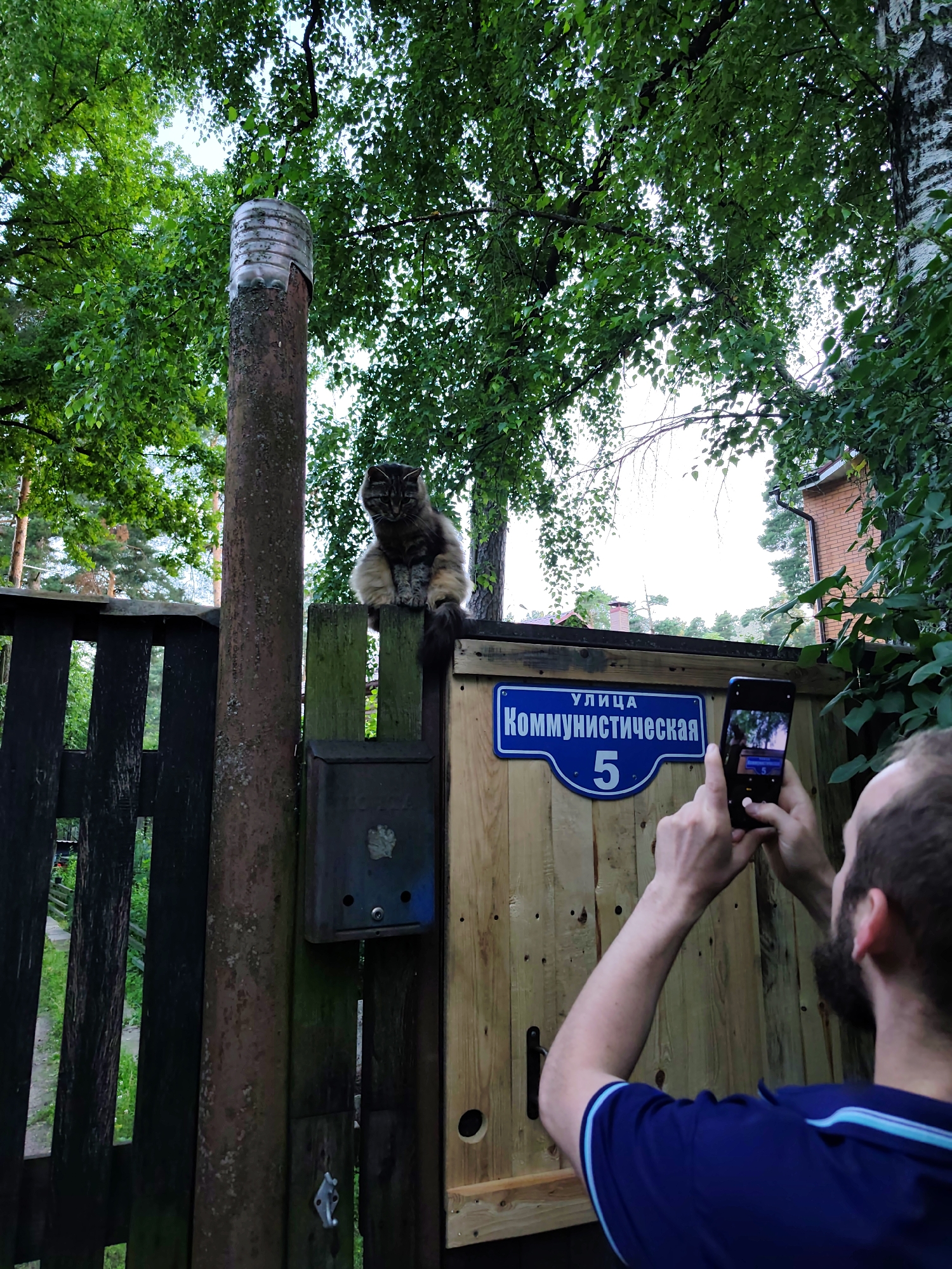 In Kratovo, Russia, a person with a beard wearing a blue shirt with light blue stripes on the collar is taking a photo of a cat with a smartphone. The cat, a fluffy grey and brown tabby, is sitting on top of a wooden fence. The fence has a blue street sign that reads "улица Коммунистическая 5", which translates to "Communist Street 5". Next to the sign, a metal mailbox is attached to the fence. Behind the fence, lush green trees and foliage are visible, suggesting a natural or suburban environment. The sky appears bright, possibly overcast or early morning.