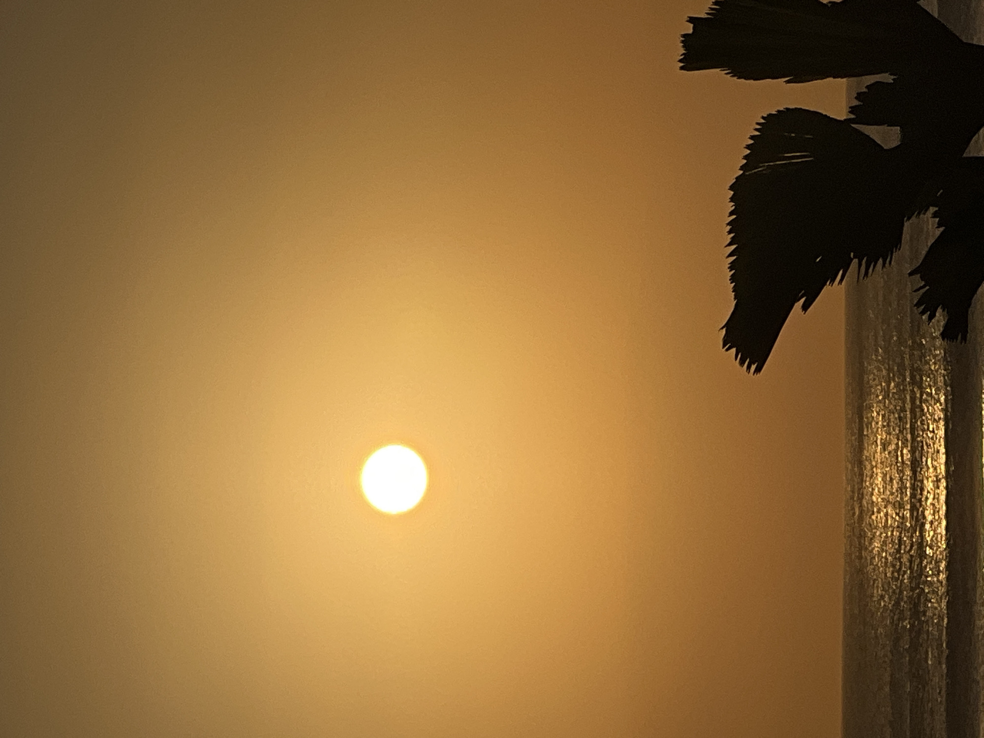 The image depicts a sunset over the ocean, with the sun a bright, glowing orb in the hazy, orange sky. The water reflects the sunlight, creating a shimmering path across its surface. In the foreground, the silhouetted fronds of a palm tree reach towards the sky, their jagged edges creating a stark contrast against the warm hues of the sunset. The scene suggests a tropical coastal environment, likely in Kuta, Indonesia, known for its beautiful beaches and vibrant sunsets. There are no people visible in the image. The environment is natural, with the ocean and the sky being the dominant elements.