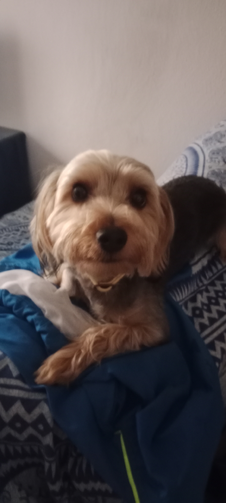 A Yorkshire Terrier rests on a blue blanket with a patterned background. The dog's fur is light brown and grey. Its eyes are dark brown and its nose is black. The dog is lying down and looking towards the camera. The background is a wall. There are no discernible features that place this image in the city of Galapagar, Spain.