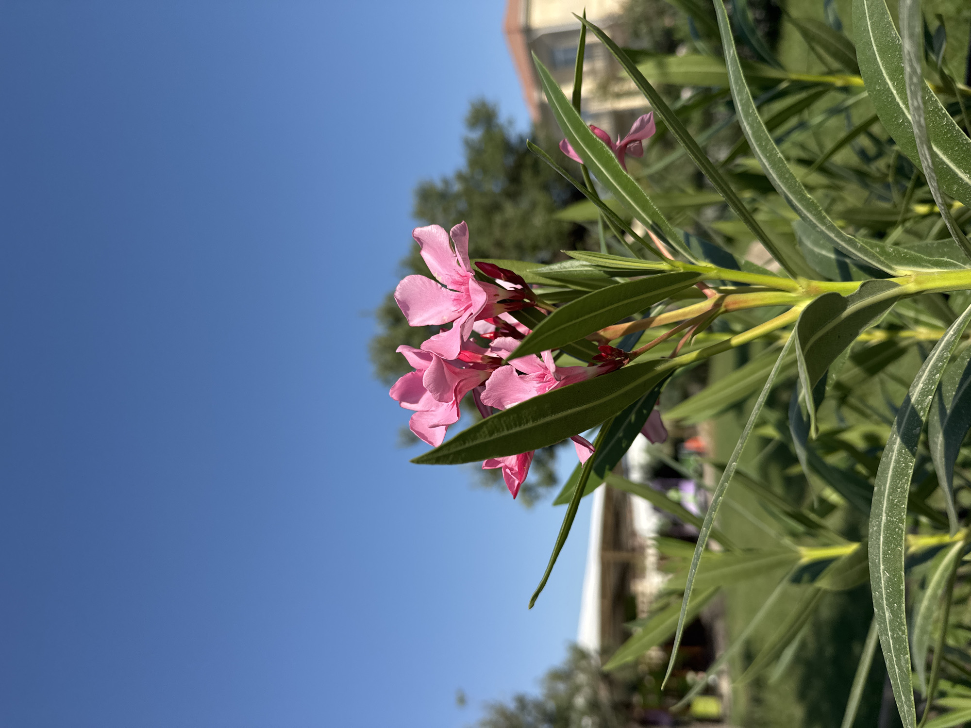 A close-up, low-angle shot captures a cluster of pink oleander flowers and their vibrant green leaves against a clear, bright blue sky. The flowers are in focus, with delicate petals and dark red buds visible. The leaves are long and slender, some catching the sunlight and showing a dusty texture. In the background, out of focus, a building with a terracotta roof is visible, along with the blurred shapes of trees and what appears to be an outdoor seating area or pavilion. The scene suggests a sunny day in an outdoor environment, possibly a garden or park within Sabunchu Raion, Azerbaijan.