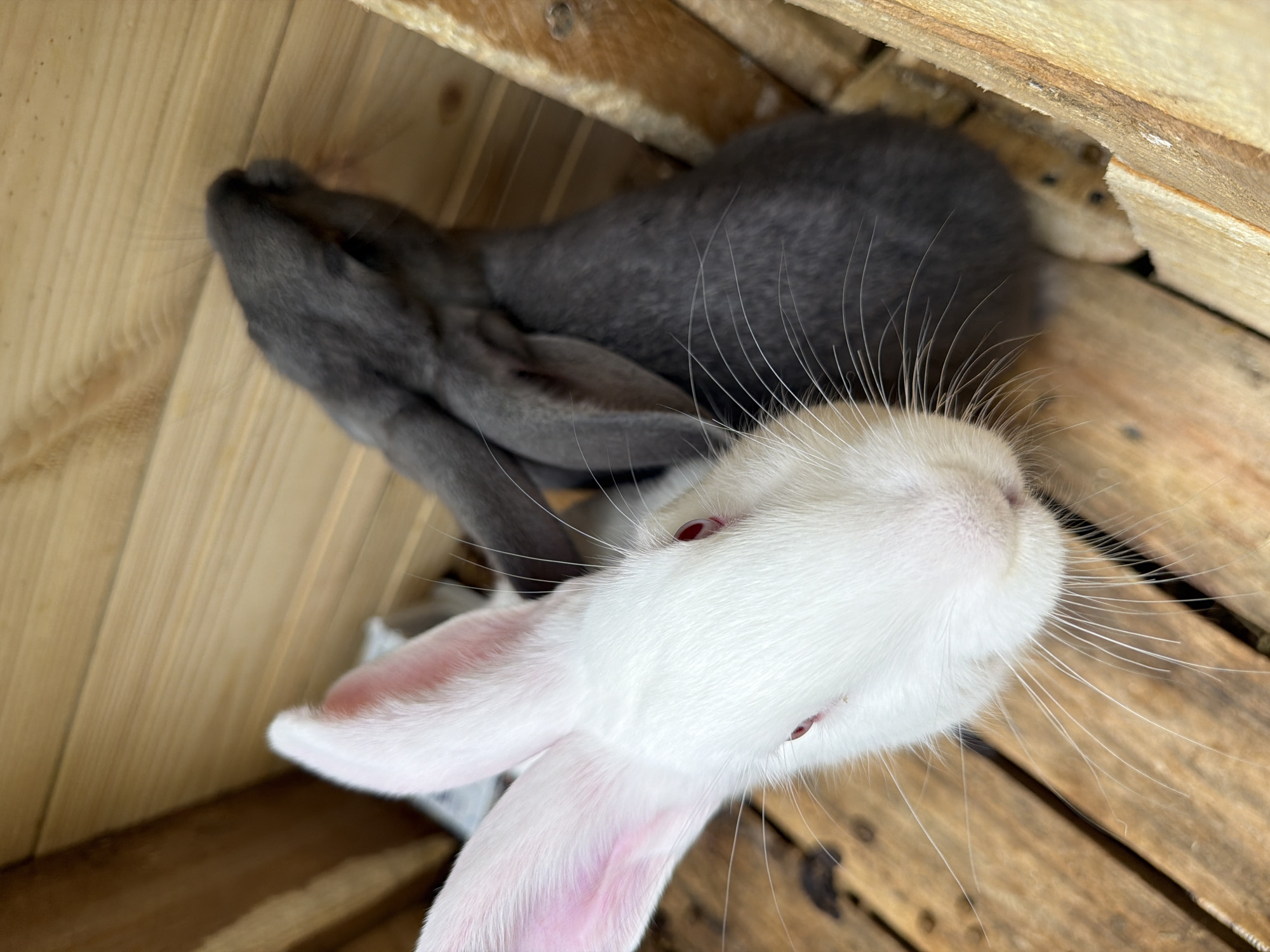 The image displays two rabbits resting within a wooden enclosure, likely a hutch or crate, viewed from an overhead perspective. In the foreground, a white rabbit with distinctive red eyes and prominent long white whiskers is captured, looking upwards and slightly to the right. Its pink inner ears are clearly visible. Behind it, a dark gray rabbit is seen lying down, with its back, part of its head, and one ear visible, appearing to be at rest.
The wooden structure consists of light brown planks showing natural grain and texture. The lighting suggests an indoor or sheltered environment. The white rabbit is sharply in focus, emphasizing its facial features and whiskers, while the gray rabbit is slightly softer. Both animals appear calm and peaceful. There is no discernible activity other than resting. No text is visible in the media. The scene is set in Vozhoiskii, Russia.