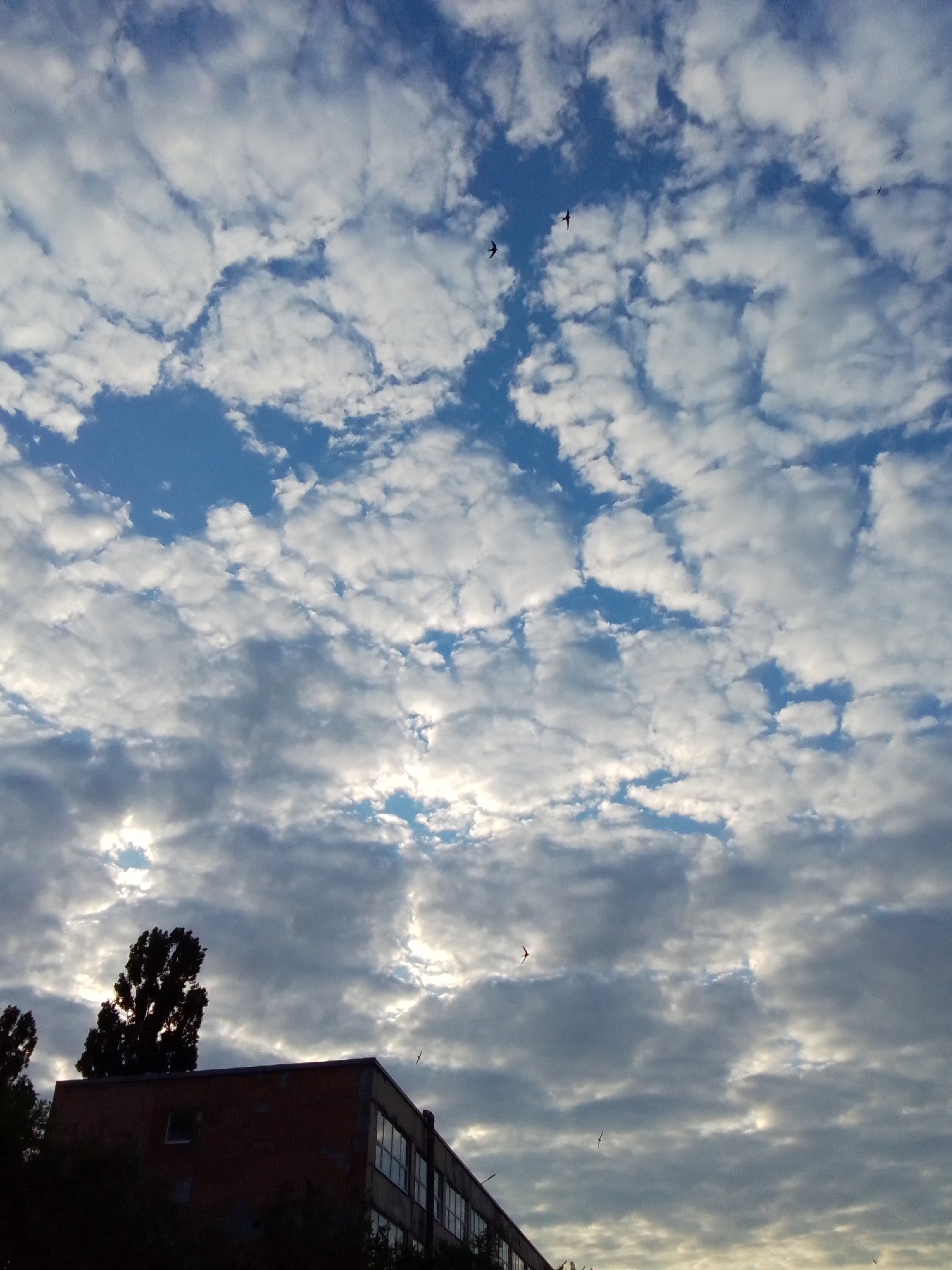 The image shows a sky with scattered clouds. There are at least four birds flying in the sky. In the lower part of the image, there is a building with a brick facade and windows. There are also trees visible in the foreground, silhouetted against the sky. The lighting suggests it is either dawn or dusk.
