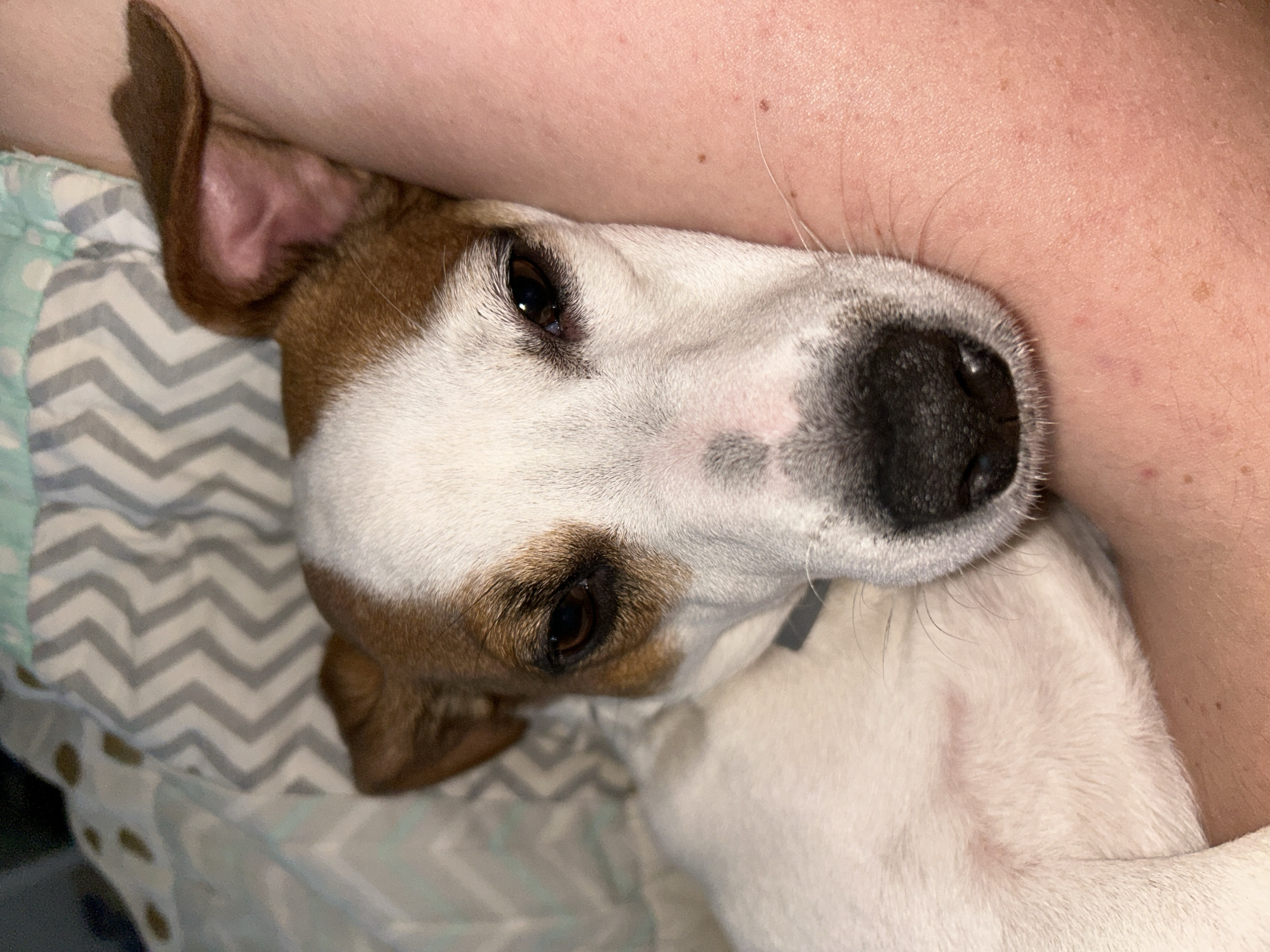 A close-up shot captures a Jack Russell Terrier resting its head against a person's arm. The dog is lying on a bed with a light blue and gray zigzag-patterned sheet. The dog has brown and white fur, with a large black nose. A brown ear is visible on the upper left. The person's arm is pinkish-white with a few hairs. The photograph was taken indoors, likely at night due to the dim lighting. There is no indication of this image being taken in Chaikovsky, Russia.