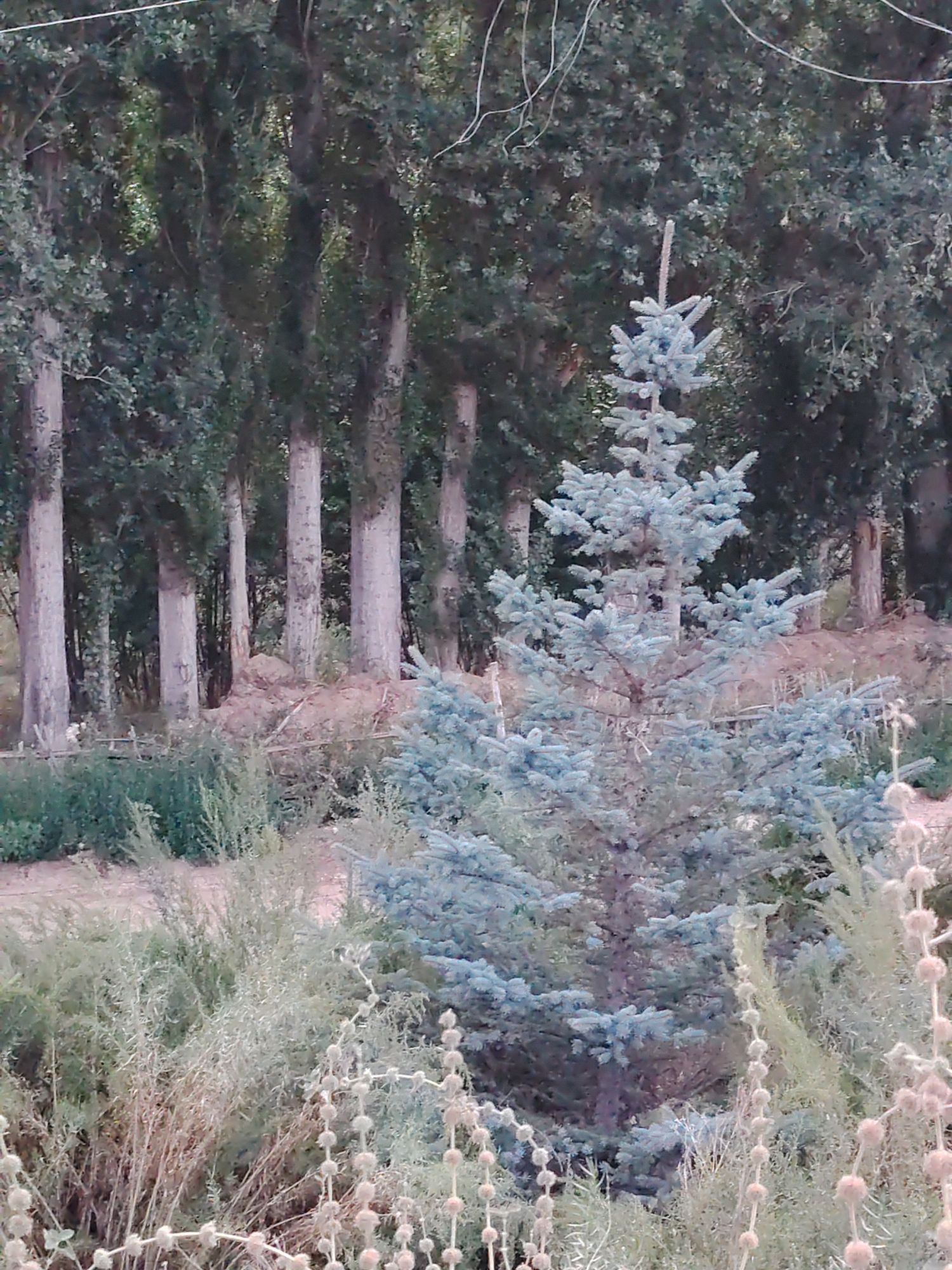 The image depicts a forest landscape in Cholpon-Ata, Kyrgyzstan. In the foreground, a small, blue spruce tree stands out against a backdrop of taller, darker trees. The ground is covered with dry vegetation, including tall grasses and flowering plants with spherical seed heads. A dirt path or clearing is visible behind the spruce tree, leading towards the denser forest. The overall scene suggests a natural, outdoor environment. There are no people or animals visible in the image, and no specific actions or interactions are depicted. The lighting appears to be natural daylight, casting soft shadows and creating a somewhat muted color palette.
