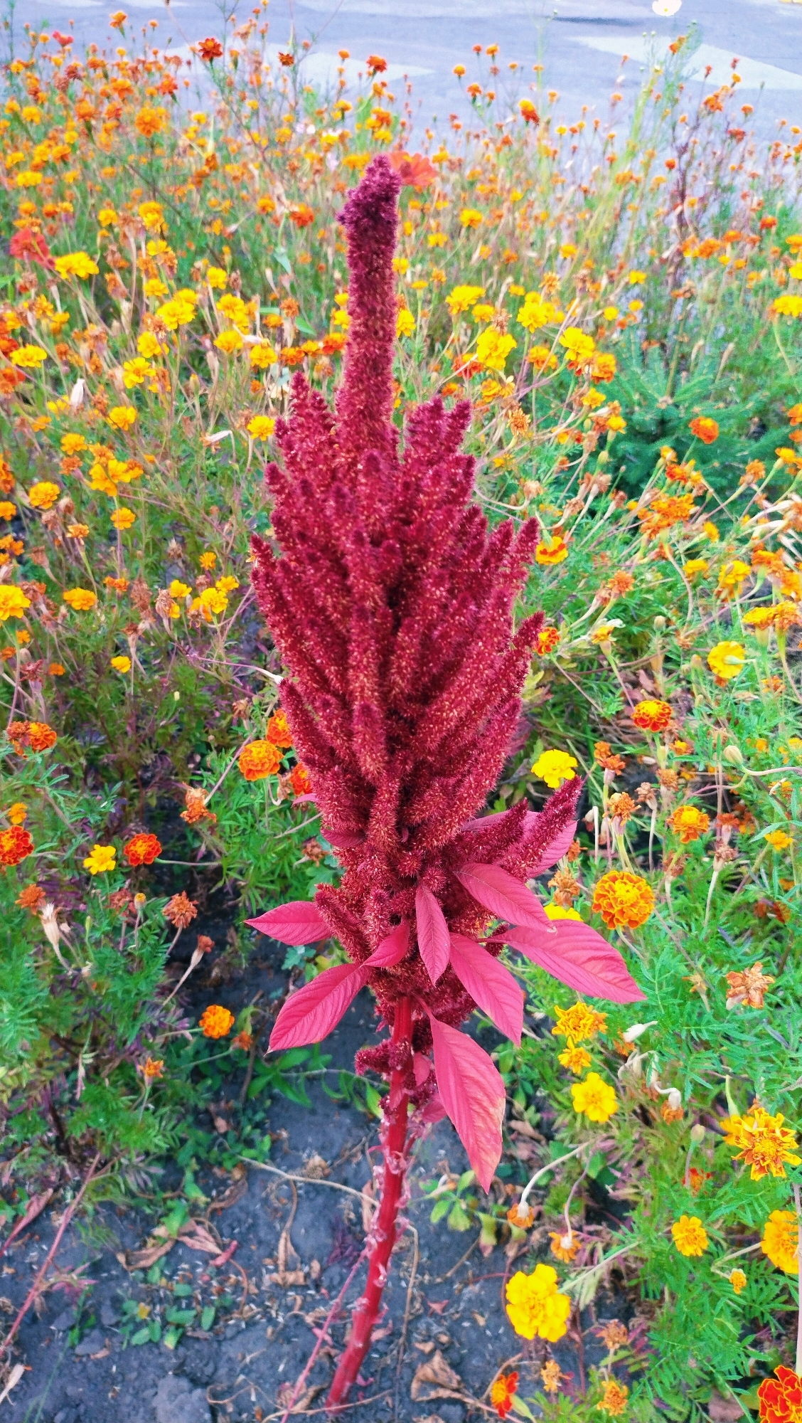 A tall, deep red amaranth flower with a plumed inflorescence dominates the center of the frame, its stem a vibrant red. It stands amidst a dense bed of small yellow and orange marigolds, their vibrant colors creating a cheerful contrast. The ground beneath is dark soil, scattered with fallen leaves and petals, indicating a natural outdoor setting. The background is blurred, suggesting a shallow depth of field, but hints at more foliage and possibly a paved surface. The image, likely taken in a park or garden in Horishni Plavni, Ukraine, captures the late summer or early autumn beauty of a blooming garden. There are no people or animals visible in the scene.