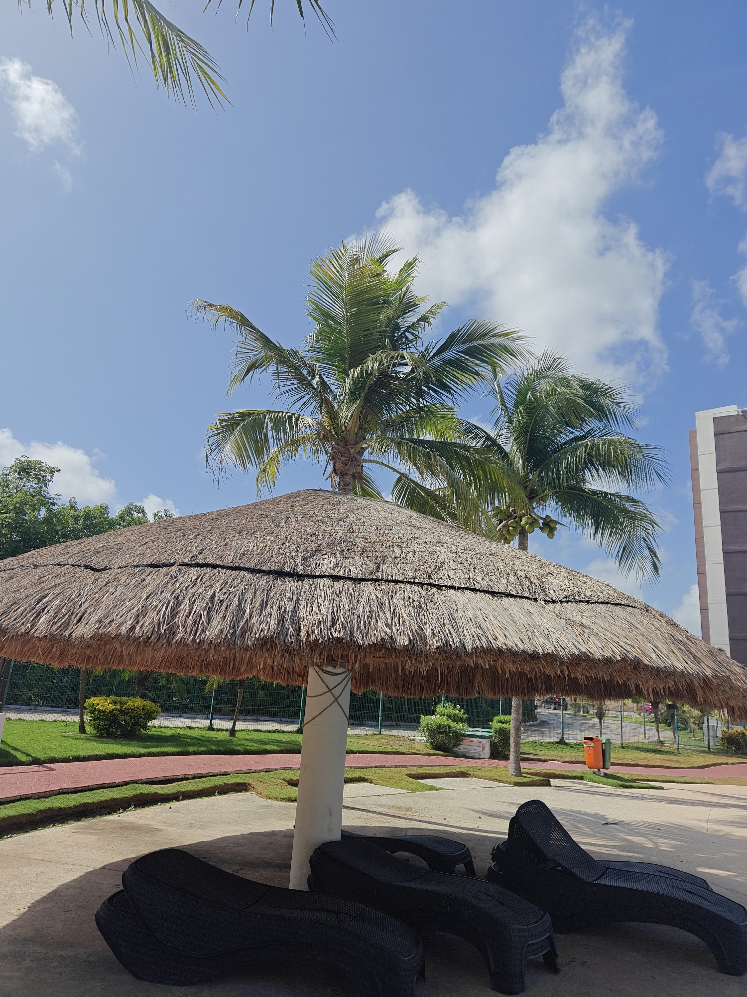 The image shows a sunny day outdoors, likely in a resort or park setting. In the foreground, a large thatched umbrella provides shade over black lounge chairs arranged on a concrete surface. Behind the umbrella, a pathway with red accents runs through a well-maintained grassy area. Several palm trees are visible, with one large palm tree directly behind the umbrella, bearing a cluster of coconuts. The sky is blue with scattered white clouds, and to the right, a portion of a modern building with a light-colored facade is visible.
