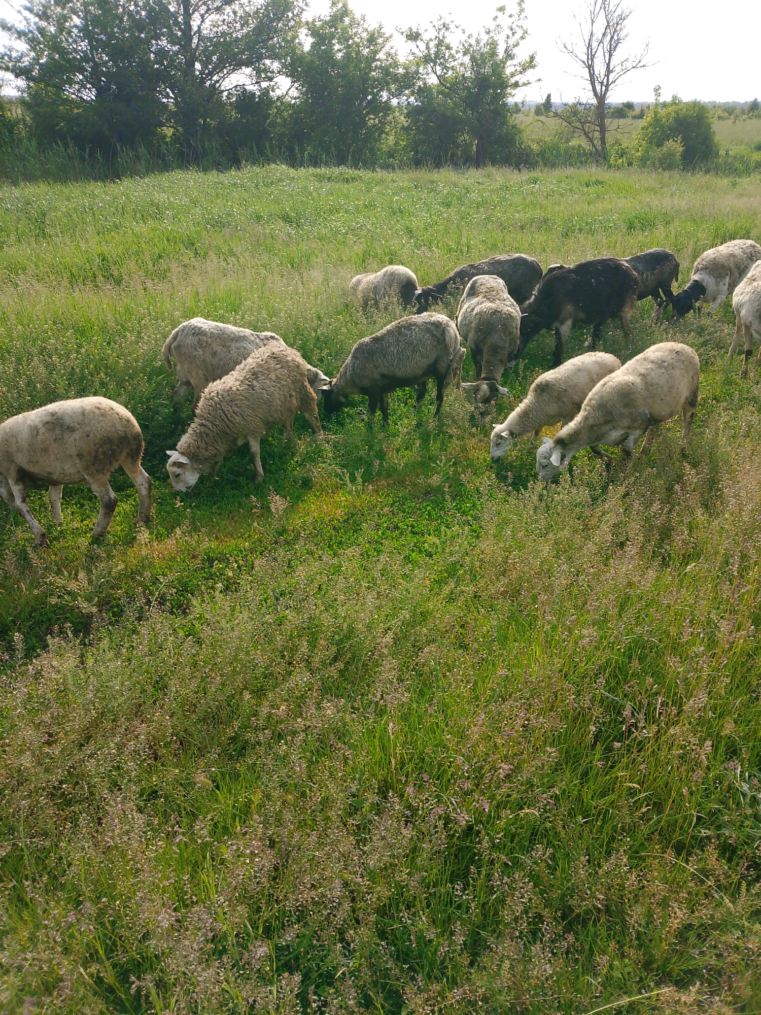 The image presents a pastoral scene featuring a flock of sheep grazing in a verdant field under a bright, sunny sky. Approximately 15 to 20 sheep are scattered across the middle ground, predominantly light-colored (off-white, cream, or light grey), with several darker, black or dark brown sheep also visible. All sheep are engaged in the activity of grazing, with their heads lowered into the abundant grass.
The setting is an expansive, open pasture, likely a rural area. The field is characterized by a mix of lush green grass and taller, wilder growth, including some with brownish-purple seed heads or flowers, particularly noticeable in the foreground. A dense treeline forms the backdrop, stretching across the horizon, with one prominent bare tree standing out against the bright sky on the right side. The overall lighting suggests it is daytime, possibly late morning or afternoon, with clear weather conditions. There are no people or visible text in the image.