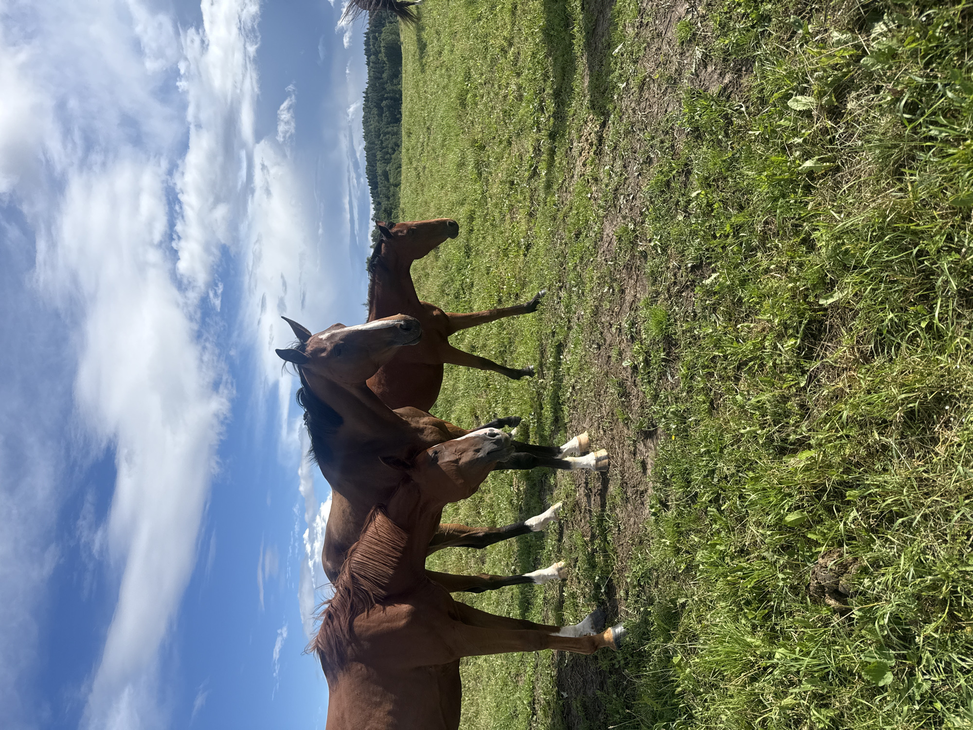 The image depicts a group of horses in a grassy field under a partly cloudy blue sky. There are at least three horses visible, primarily in shades of brown. One horse in the foreground on the left is facing towards the left edge of the frame, with its hindquarters closer to the viewer. Another horse is positioned behind it and to the right, appearing to nuzzle the first horse. A third horse is further back and to the right, its head partially obscured. The field is covered in green grass with some patches of dry earth. In the background, a line of trees forms a dense forest against the horizon, with rolling hills beyond. The sky is a vibrant blue with scattered white clouds. The overall scene suggests a rural or natural environment, likely a pasture or farm. No specific landmarks or indications of the city of Galinė, Lithuania are present in the image.