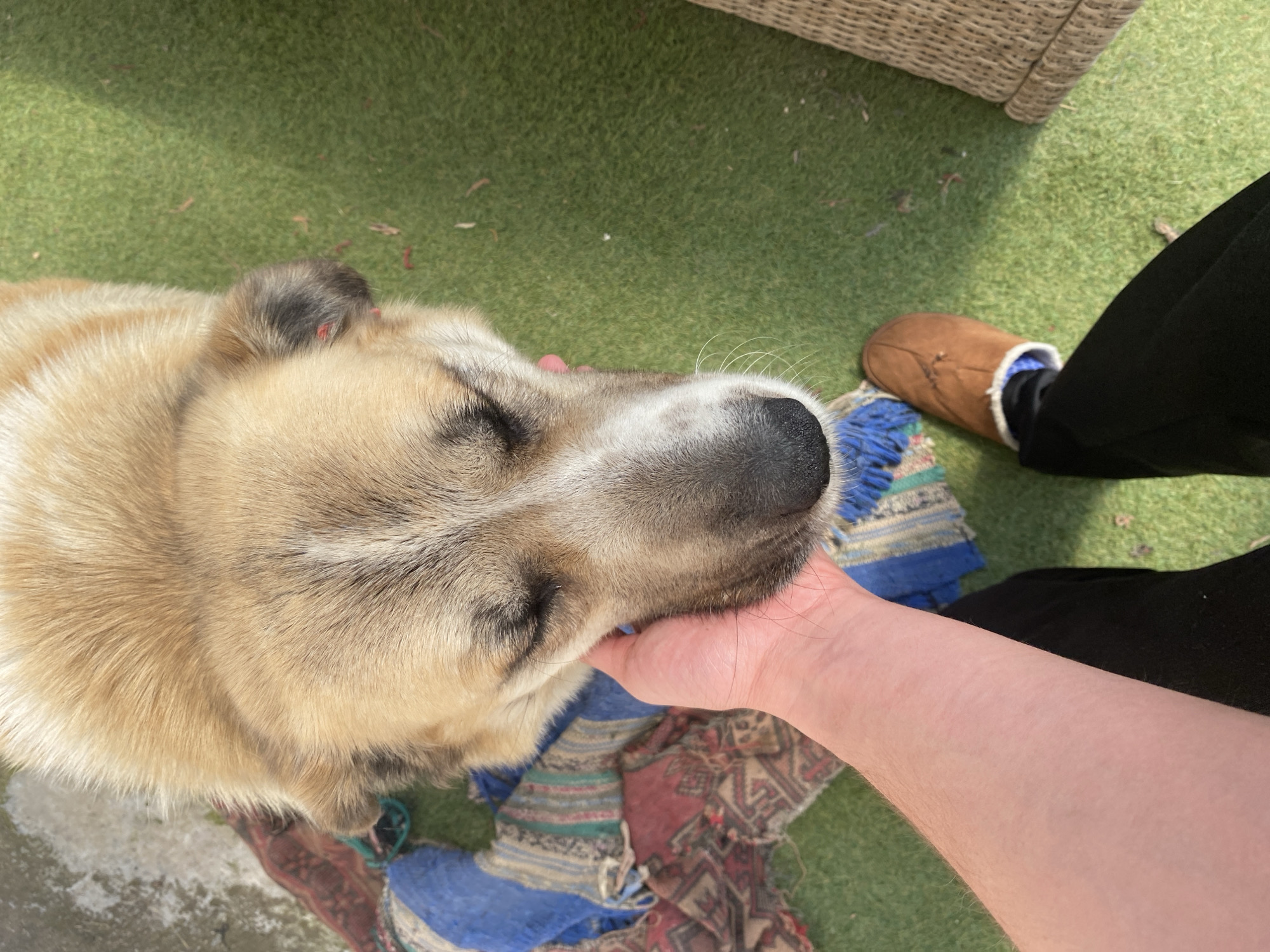 The image shows a close-up of a light brown dog with its eyes closed, resting its head on a patterned blanket. A human hand is gently petting the dog's cheek. The dog is lying on a green artificial turf surface, with a woven chair or ottoman visible in the background. The scene appears to be outdoors, likely in a yard or patio area. No specific landmarks or details indicate a location within Smolyan, Bulgaria.