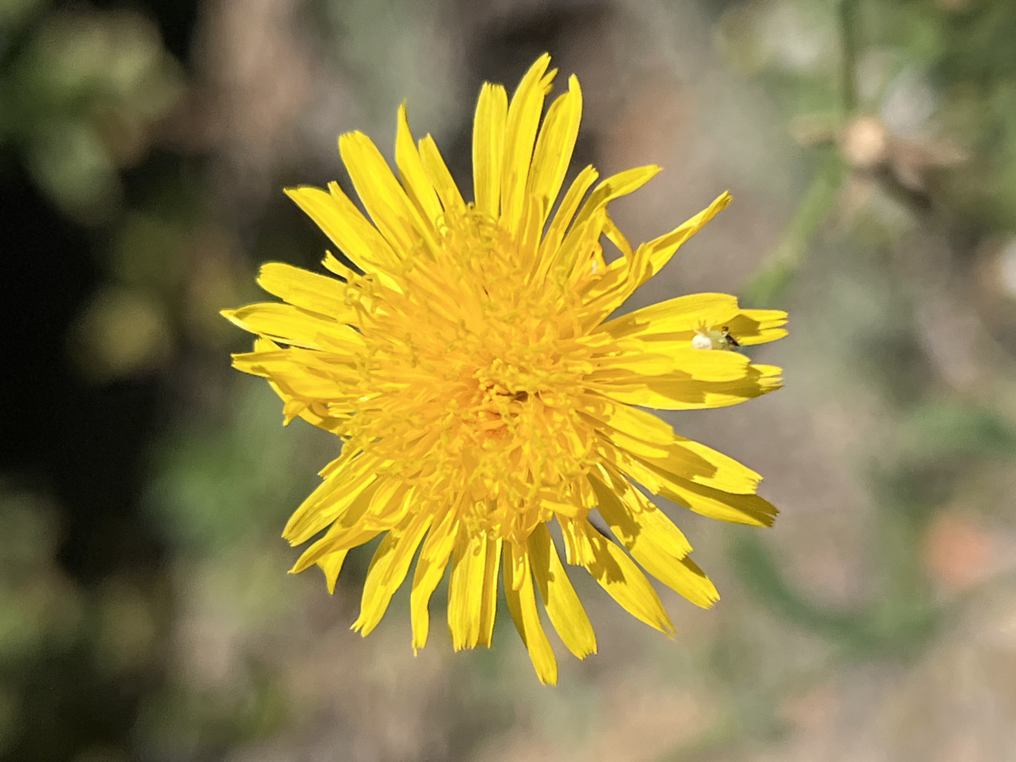 A close-up, eye-level, vertical shot focuses on a vibrant yellow wildflower in bloom, likely a type of dandelion or aster, against a softly blurred background of greens and browns, suggesting a natural outdoor setting such as a field or meadow in Khvoshchove, Ukraine. The flower's petals are elongated and pointed, radiating outwards from a dense central disc. A small, white spider is visible on one of the lower petals, adding a subtle detail to the scene. The lighting indicates a sunny day, with dappled shadows cast by the petals. The overall impression is one of natural beauty and a moment captured in time, undisturbed by human activity.