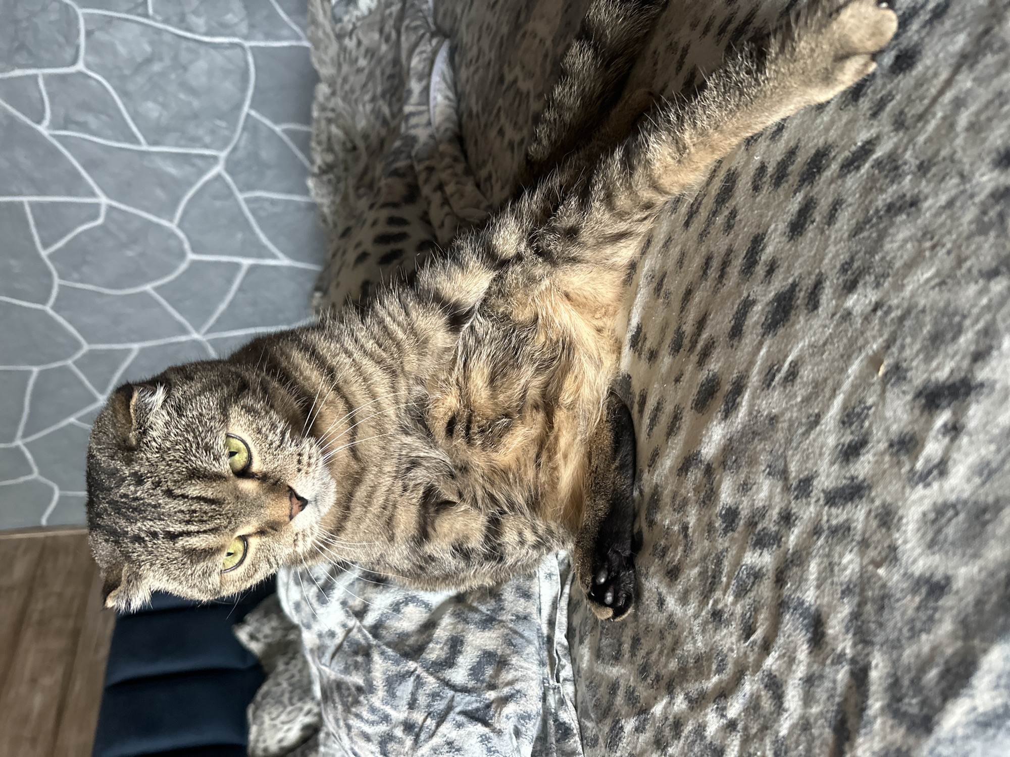 A Scottish Fold cat with tabby markings and green eyes is sitting on a bed covered with a leopard-print duvet. The cat is looking down and to the left. The background shows a headboard of a bed and a wall with a textured pattern. The scene is indoors. The image is a photograph of a cat in a domestic setting.