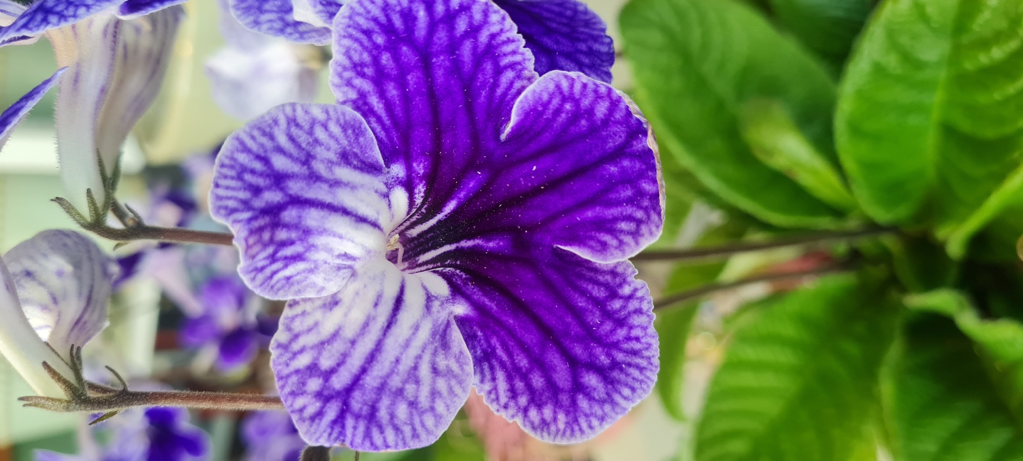 A close-up, vertical, eye-level shot shows a vibrant purple and white striped flower in full bloom. The flower, with its five distinct petals, has a velvety texture and delicate veining. The center of the flower is a deep, almost blackish-purple, with subtle hints of white. Two slender, fuzzy brown stems support the flower. In the background, out-of-focus green leaves suggest the plant is part of a larger arrangement or garden. The lighting is soft, highlighting the intricate patterns of the petals. This image was captured in Borås, Sweden.