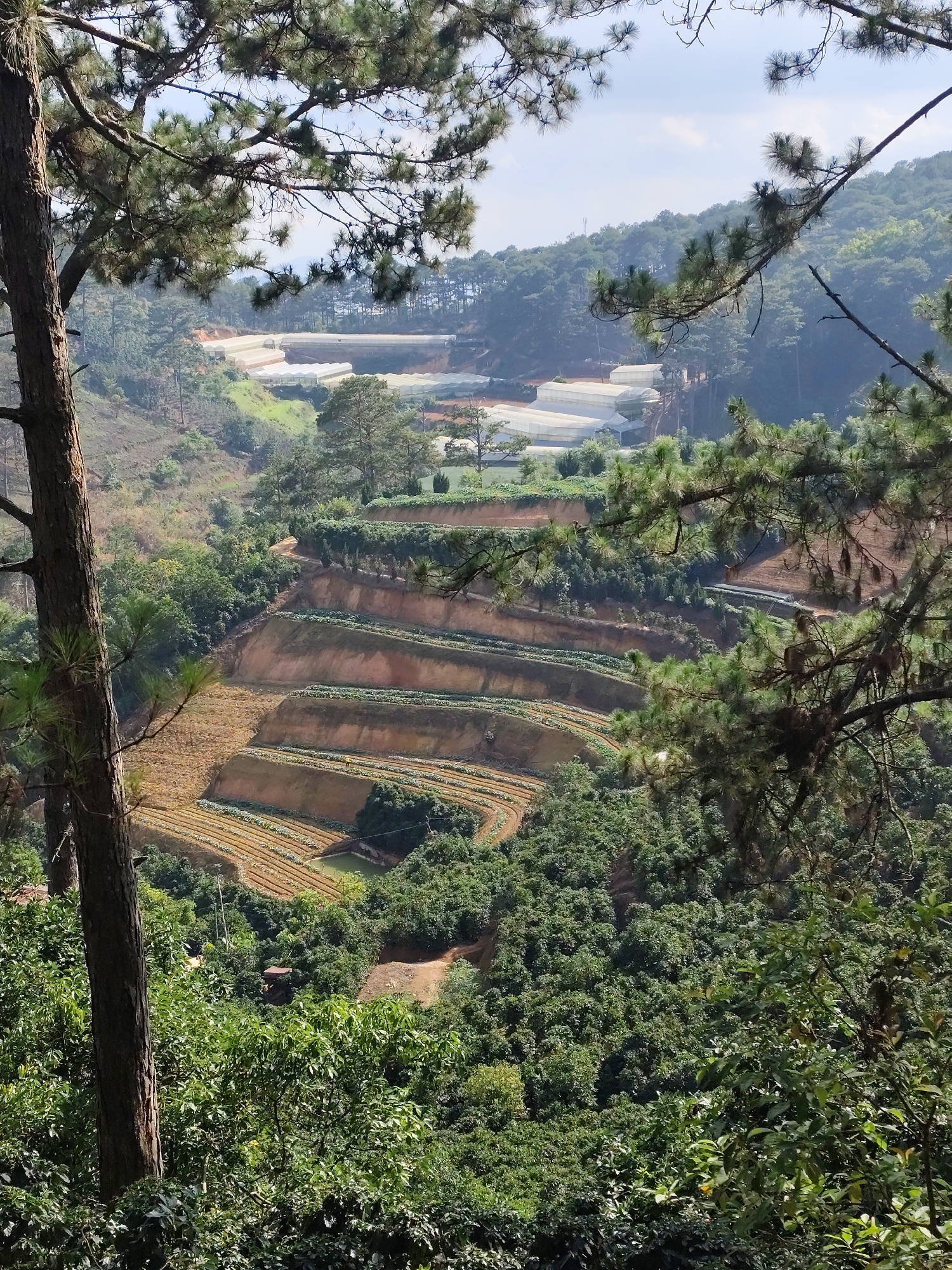 The image depicts a terraced agricultural landscape in the city of Tuý Sơn, Vietnam. The foreground features dense green foliage and tall pine trees, partially obscuring the view. In the middle ground, a series of terraced fields are visible, displaying varying stages of cultivation. Some terraces are bare earth, while others show rows of planted crops. The color of the soil on the terraces ranges from reddish-brown to light brown. In the background, white greenhouses are situated on a hillside, surrounded by trees and vegetation. The sky is partly cloudy with patches of blue visible. Overall, the scene showcases a combination of agriculture, forestry, and controlled environment cultivation within a mountainous terrain.