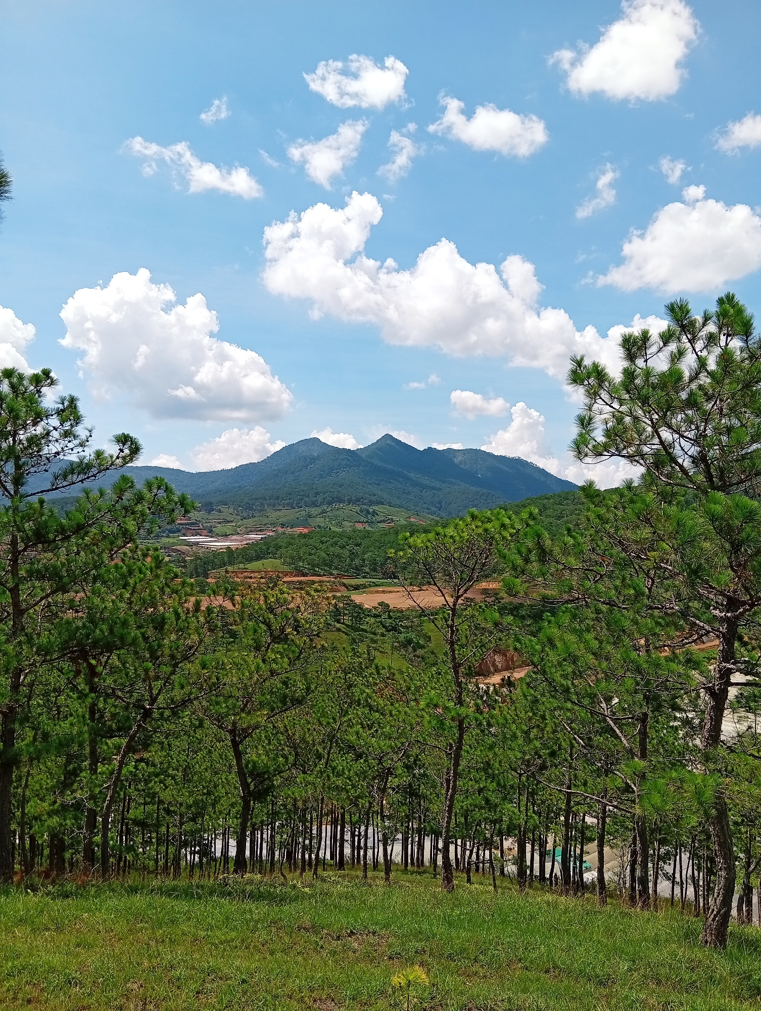 The image shows a landscape view from a grassy hill, looking out towards mountains and valleys in the Lam Vien plateau region of Da Lat, Vietnam. In the foreground, a stand of pine trees with dense green foliage frames the view. The trees extend from the lower portion of the frame upwards, partially obscuring the mid-ground. The mid-ground reveals agricultural plots and terraced farmland, rendered in tones of brown and green. Beyond this lies a series of undulating mountains, covered in forests. The sky occupies a significant portion of the upper frame, displaying a bright blue color dotted with fluffy white cumulus clouds. The light suggests it is daytime, with favorable weather conditions. No people are visible.