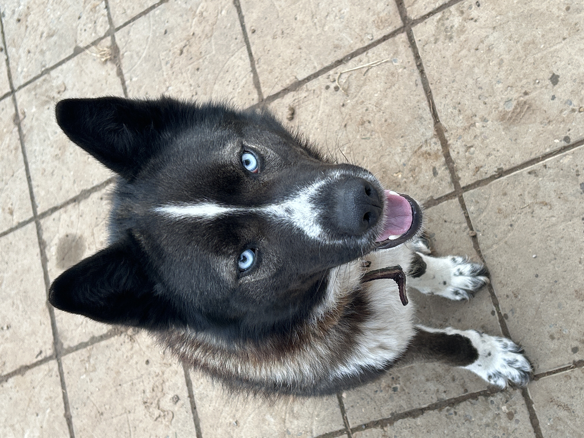 An overhead shot depicts a black and white dog with striking blue eyes, sitting on a light-colored tiled surface in the city of Фоки, Russia. The dog possesses predominantly black fur on its head and back, a distinct white stripe running down the center of its face, and white fur on its chest, underbelly, and paws. Its paws exhibit black speckling on the white fur. Brownish-gray fur is visible around its neck and shoulders. The dog's ears are erect and pointed. Its mouth is slightly open, revealing a pink tongue, and a dark-colored collar or strap is visible around its neck. The paved ground beneath the dog consists of square or rectangular tiles with dark grout lines, showing minor dirt accumulation. The dog is looking directly upward towards the camera.