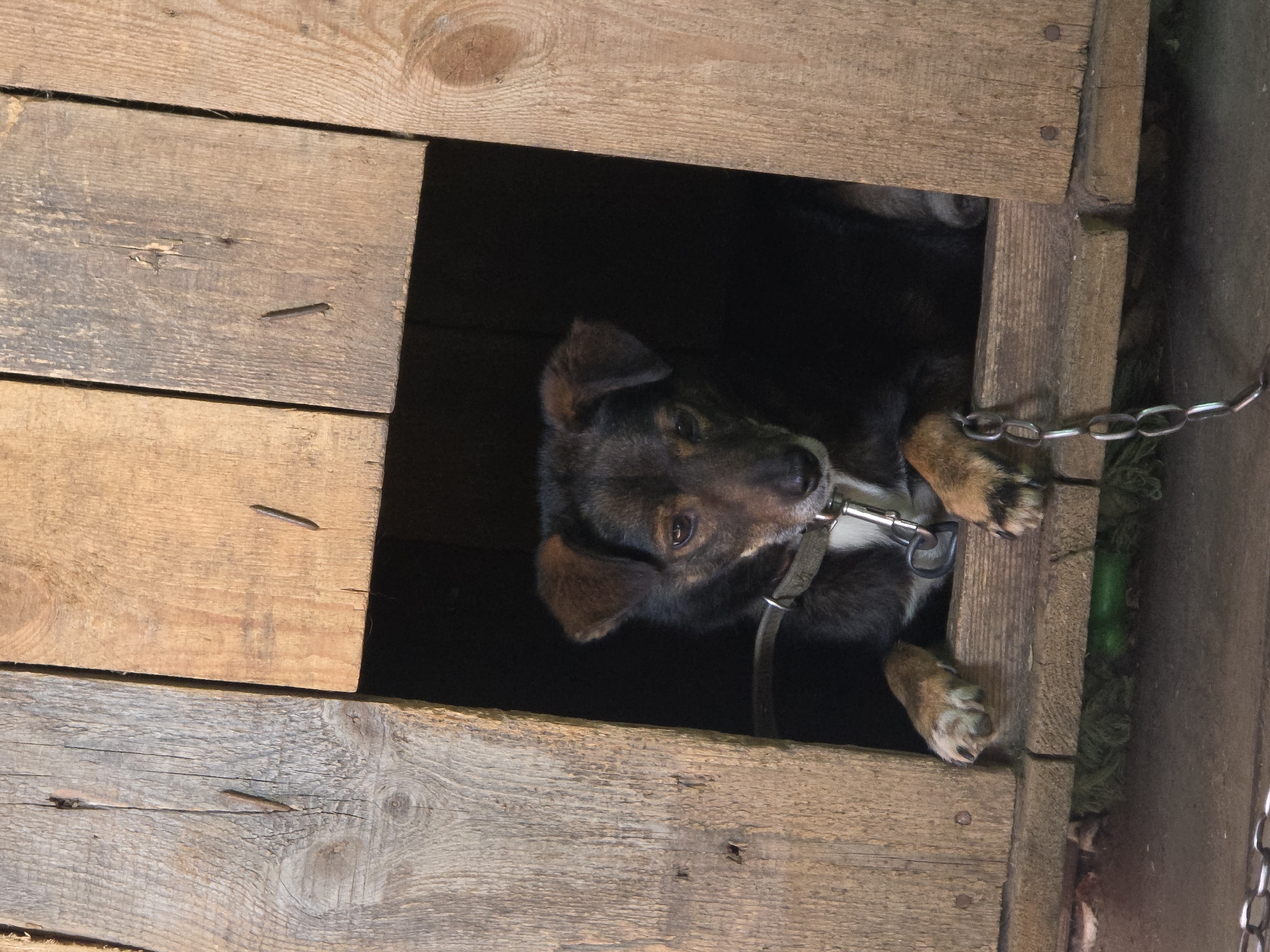 A medium-sized, mixed-breed dog with brown and black fur is lying inside a wooden doghouse. The dog is wearing a light-colored collar with a metal clip. Its front paws are resting on the edge of the doghouse opening. A metal chain is attached to the collar and hangs down in front of the doghouse. The doghouse is constructed from rough-hewn wooden planks. The environment appears to be outdoors, with the ground beneath the doghouse being a mix of dirt and debris. The overall scene suggests a simple, functional enclosure for a pet in what could be a residential or rural setting within Magnitka, Russia.
