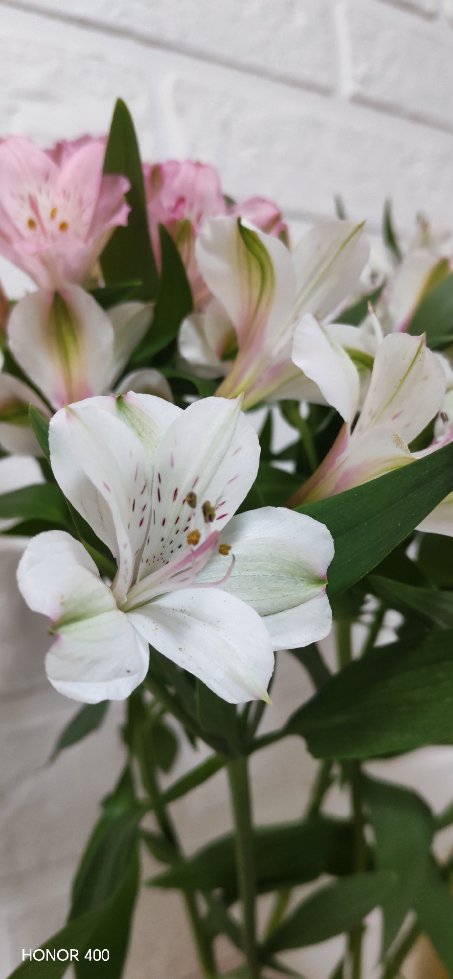 The image showcases a bouquet of alstroemeria flowers, with both white and pink varieties visible. The white flowers are in sharper focus, revealing green and pink accents on the petals and brown markings near the center. The green leaves of the plants are interspersed among the blooms. The background features a white brick wall. No people are present in the image. The city and any actions or interactions are not discernible from the image.
