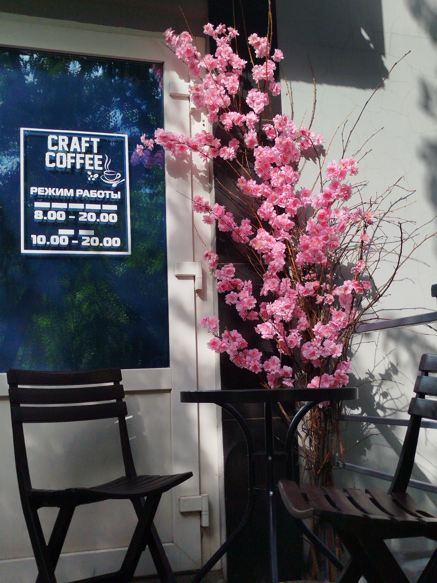 The image shows an outdoor seating area in front of a building with a window. The building's facade is painted a light gray and a portion of the window is visible, displaying a dark, reflective surface. A white sign with black lettering is affixed to the window. The sign reads "CRAFT COFFEE" in large letters, followed by a drawing of a coffee cup and beans. Below this, it says "РЕЖИМ РАБОТЫ" which translates to "WORKING HOURS." Two lines of text follow, showing time ranges: "8.00 - 20.00" and "10.00 - 20.00."
In front of the window, there is a small, round, dark-colored table with two dark-colored chairs. The chairs appear to be made of wood or metal and have a slatted design. One chair is fully visible on the left, and parts of another chair are visible on the right.
A large, artificial floral arrangement featuring numerous bright pink cherry blossoms on brown branches is prominently placed to the right of the chairs and table, leaning against the wall. The blossoms are dense and create a vibrant splash of color against the muted tones of the building and furniture. The scene is illuminated by bright sunlight, casting shadows on the wall, suggesting it is daytime, likely a sunny day. The overall atmosphere is calm and inviting, typical of a cafe setting.